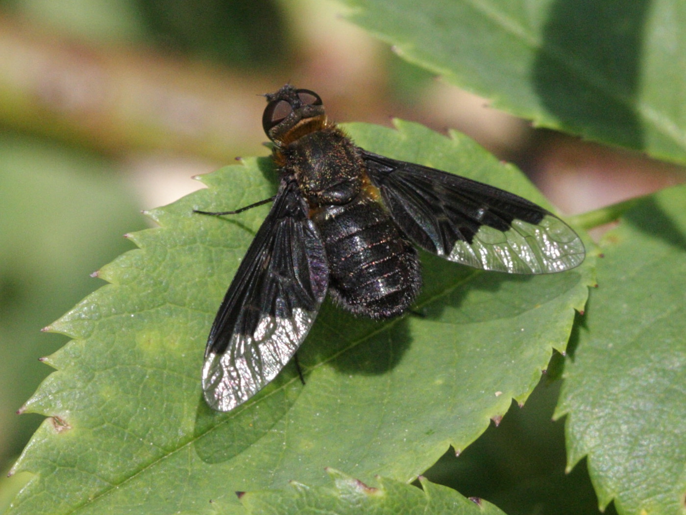 hemipenthes_morio3bd