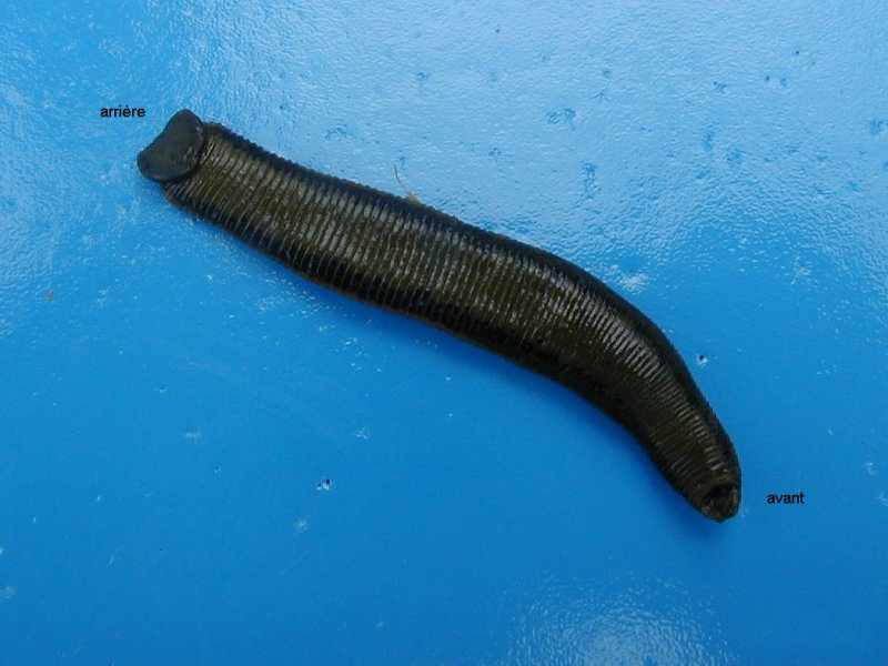 hirudo_medicinalis2fcr