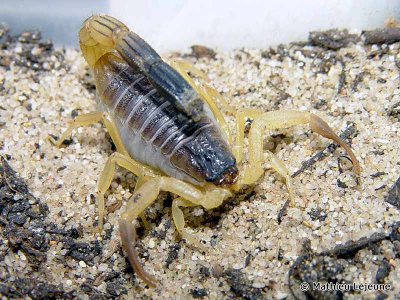 hottentota_jayakari2ml