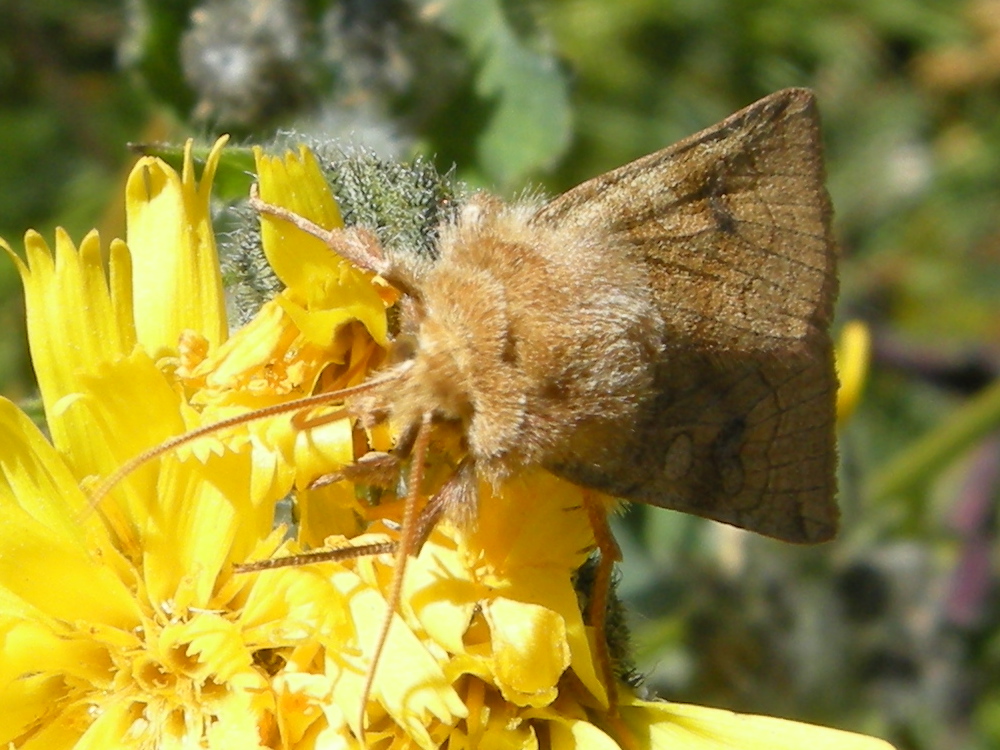 hydraecia_micacea4md