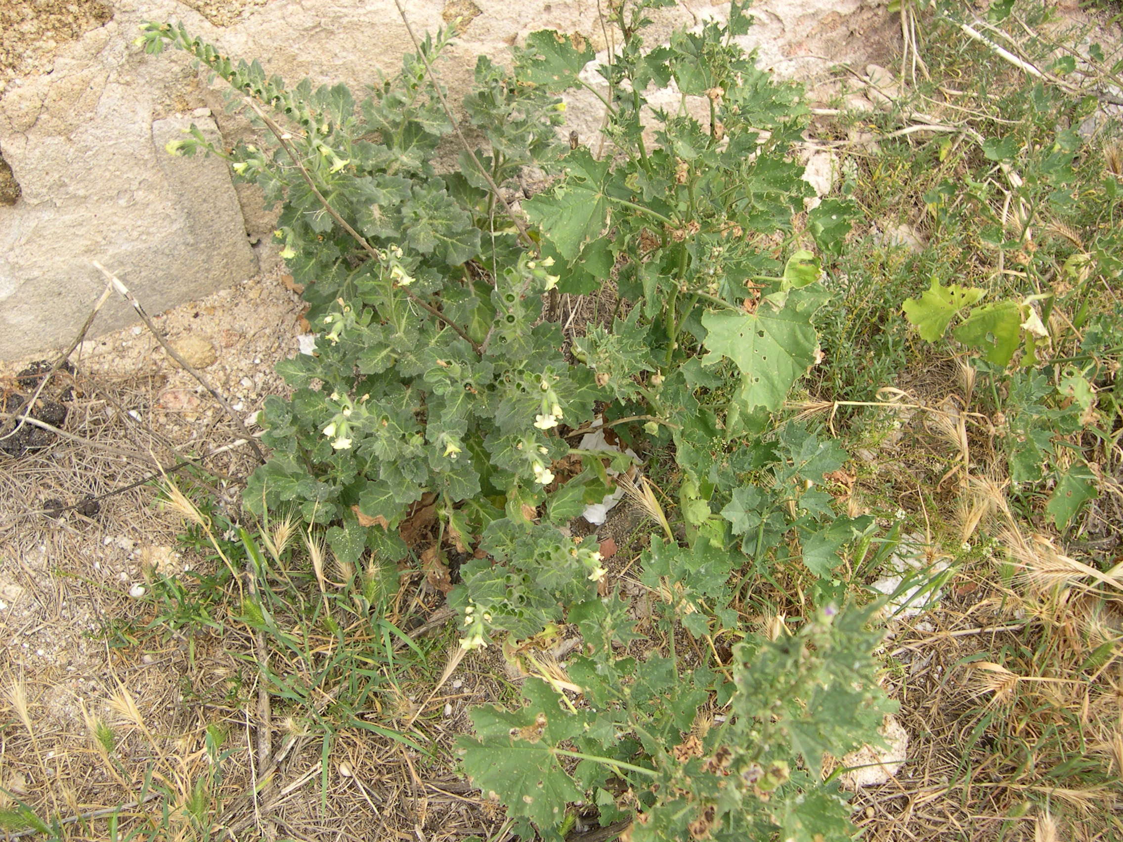 Afficher le média hyoscyamus_albus1md hyoscyamus_albus1md