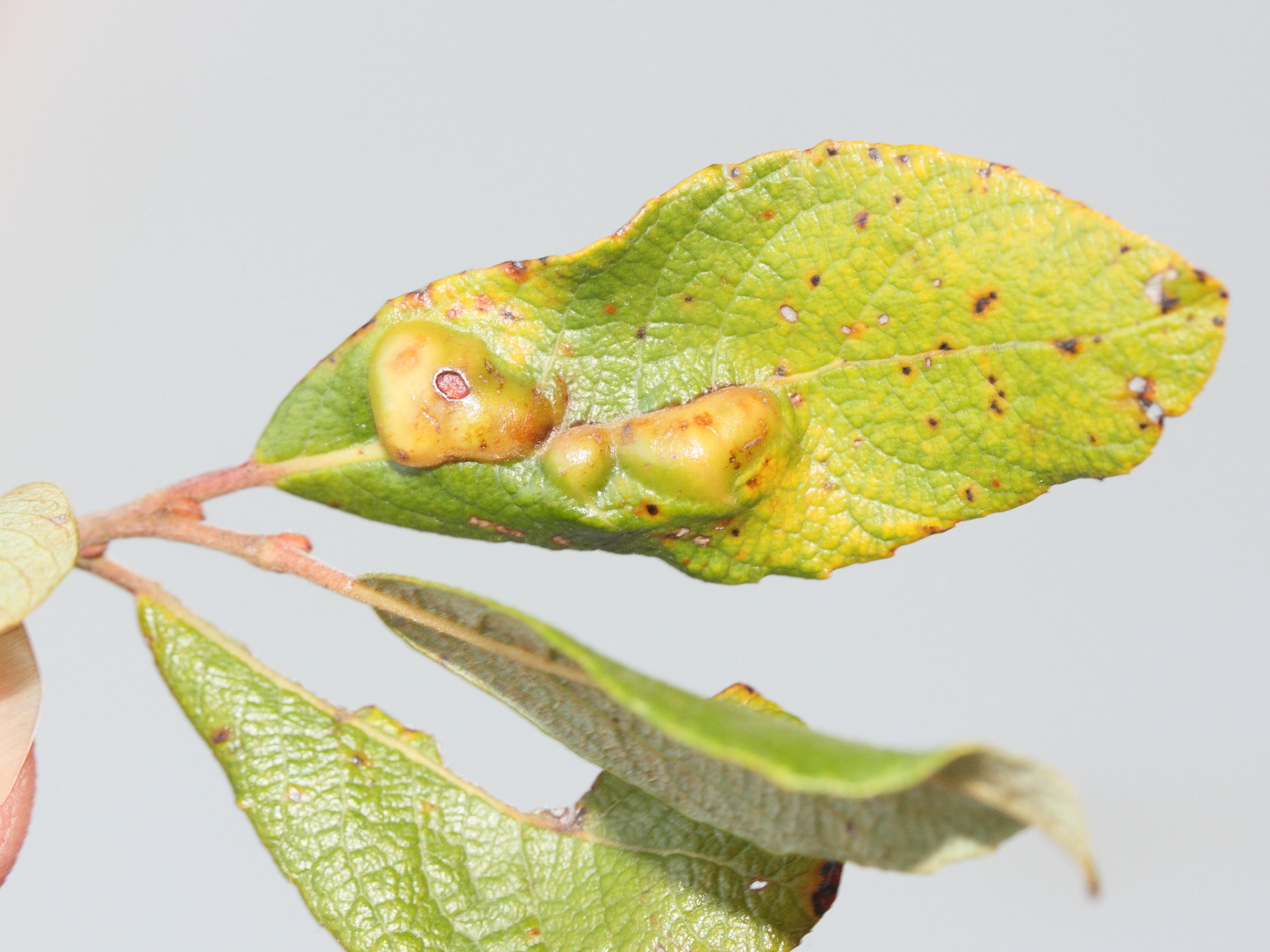 iteomyia_major_galle1md