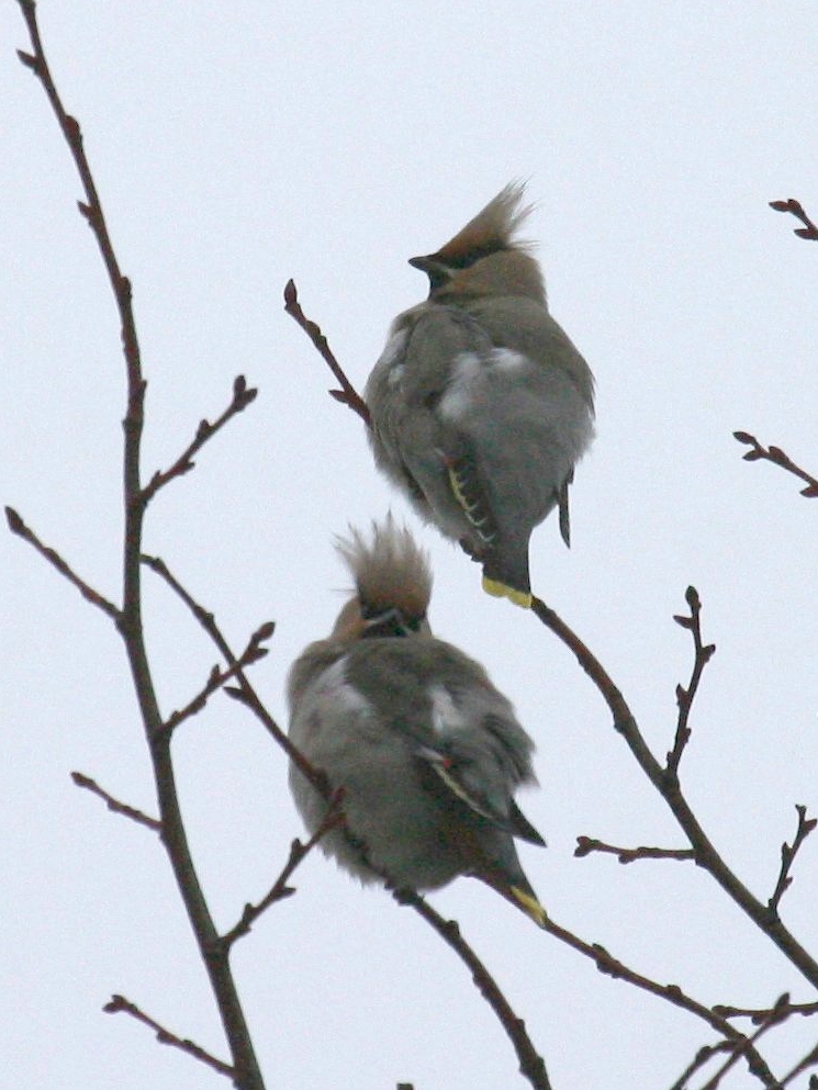 jaseur_boreal_-_bombycilla_garrulus1abd
