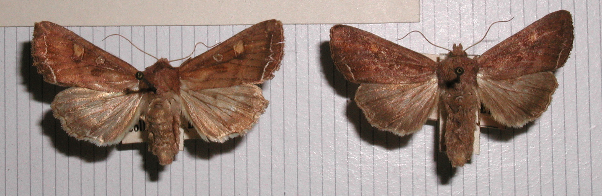 lacanobia_oleracea1md