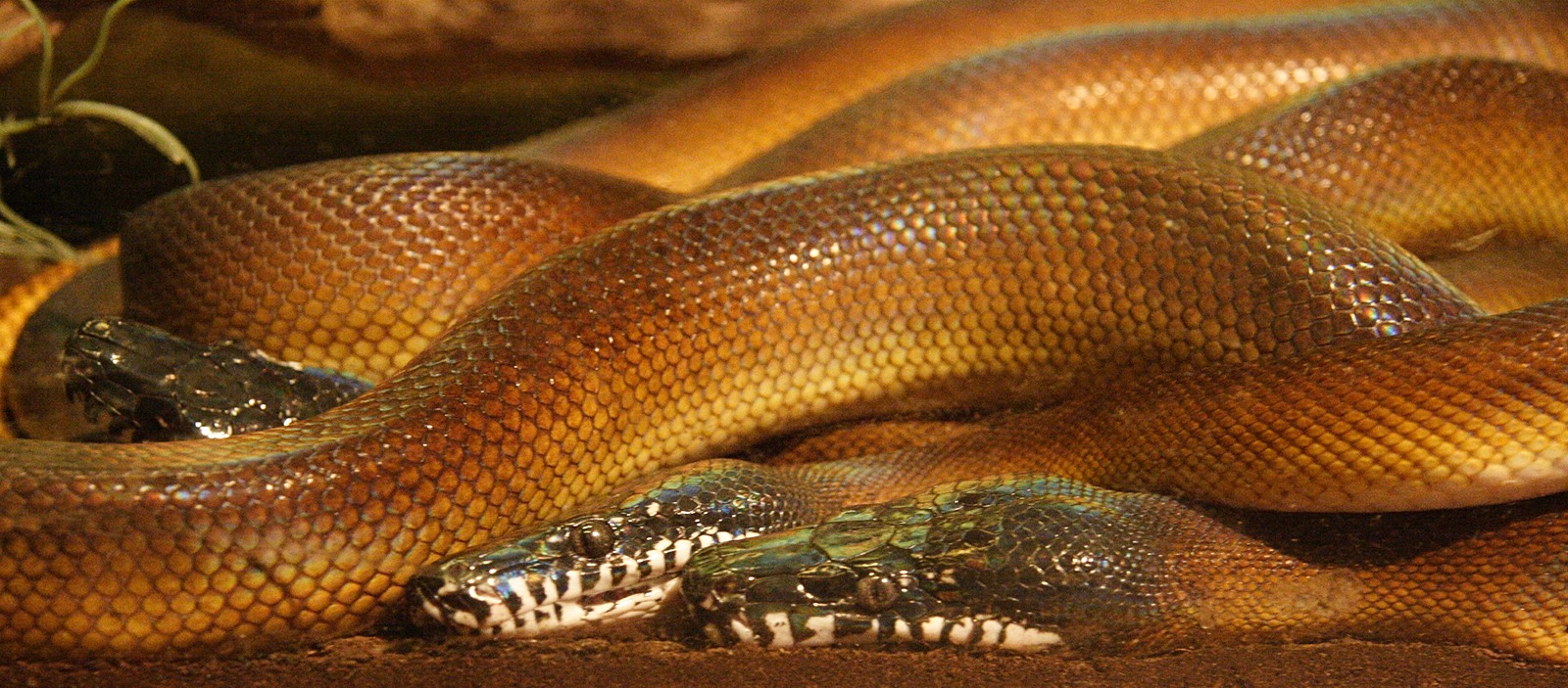 leiopython_albertisi1md