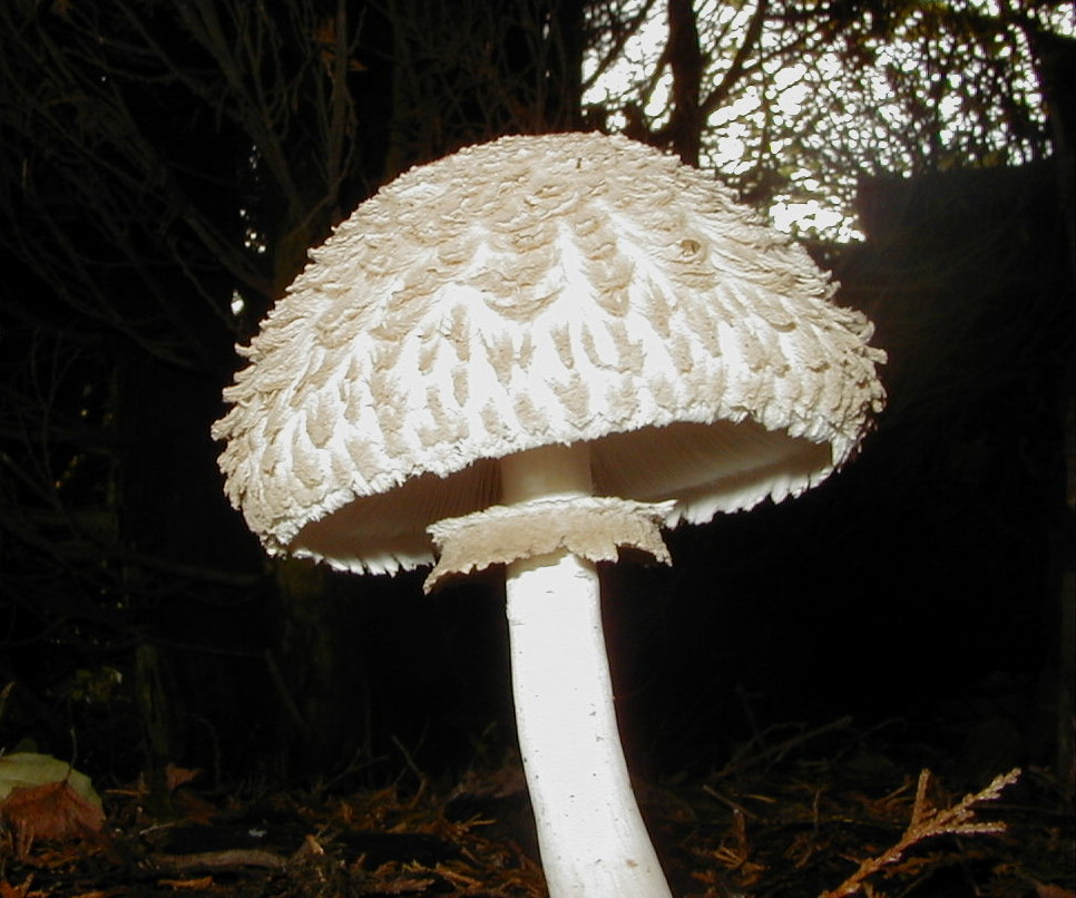 lepiota_procera1bd