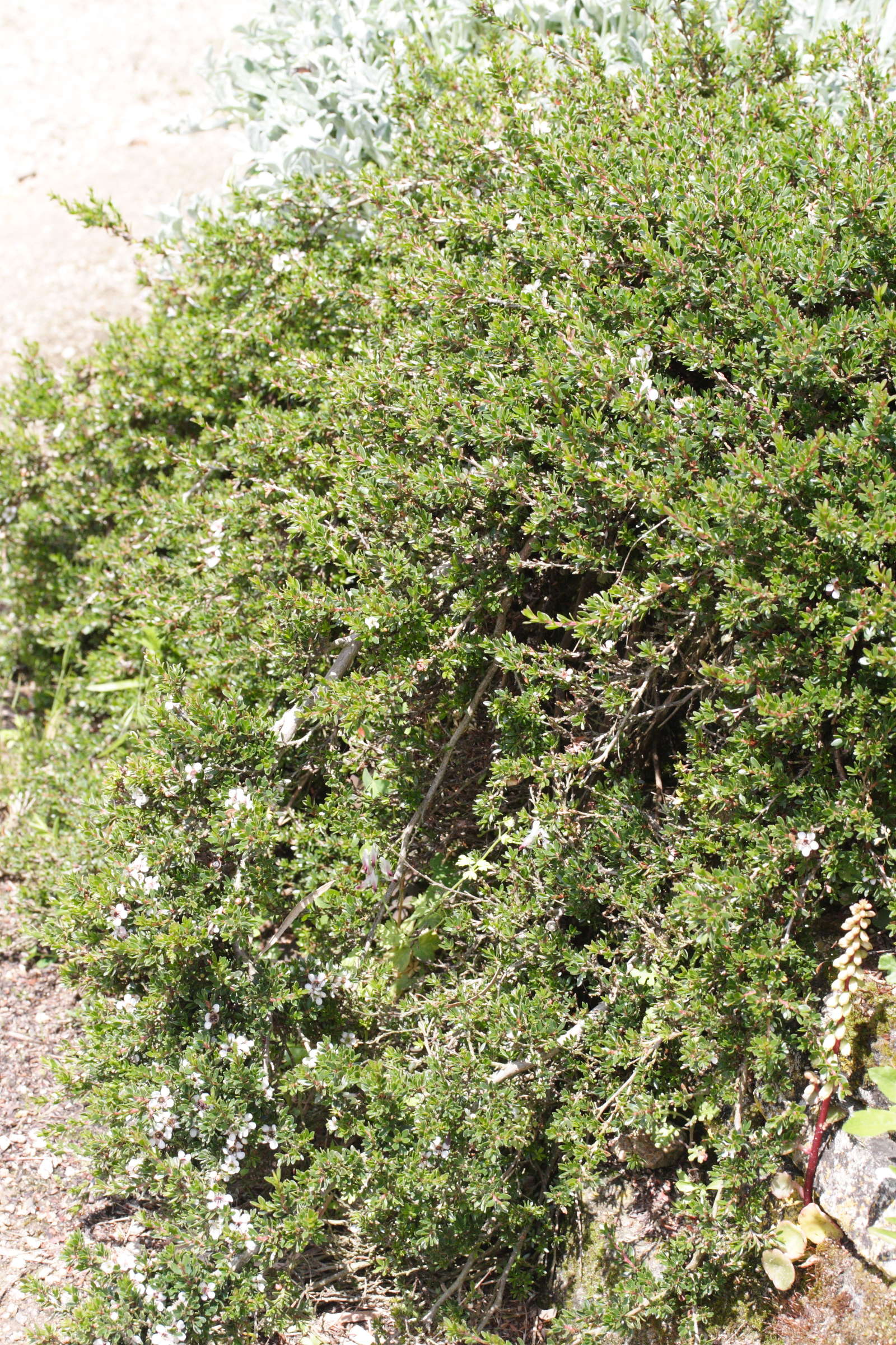 Afficher le média leptospermum_humifusum1md leptospermum_humifusum1md