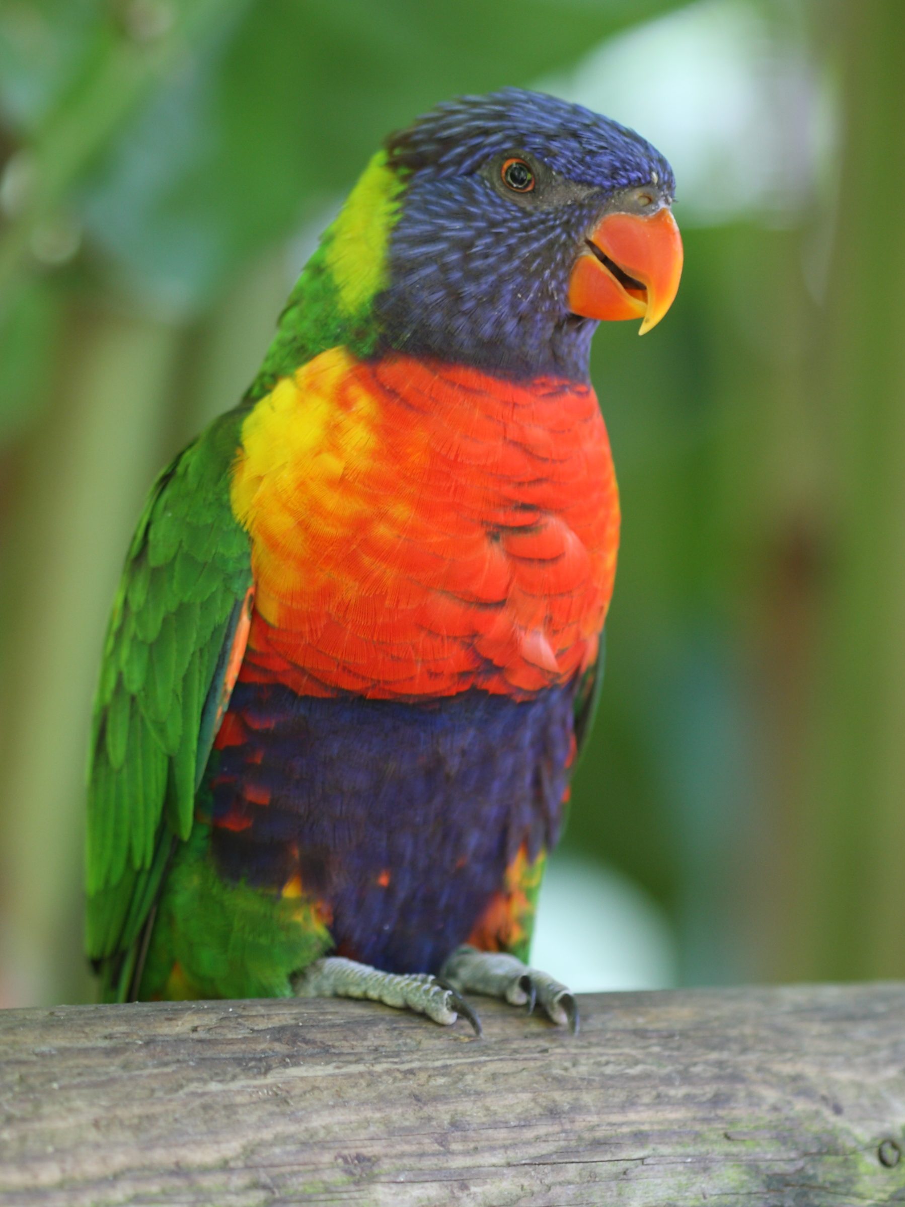 loriquet_a_tete_bleue_-_trichoglossus_haematodus6sd