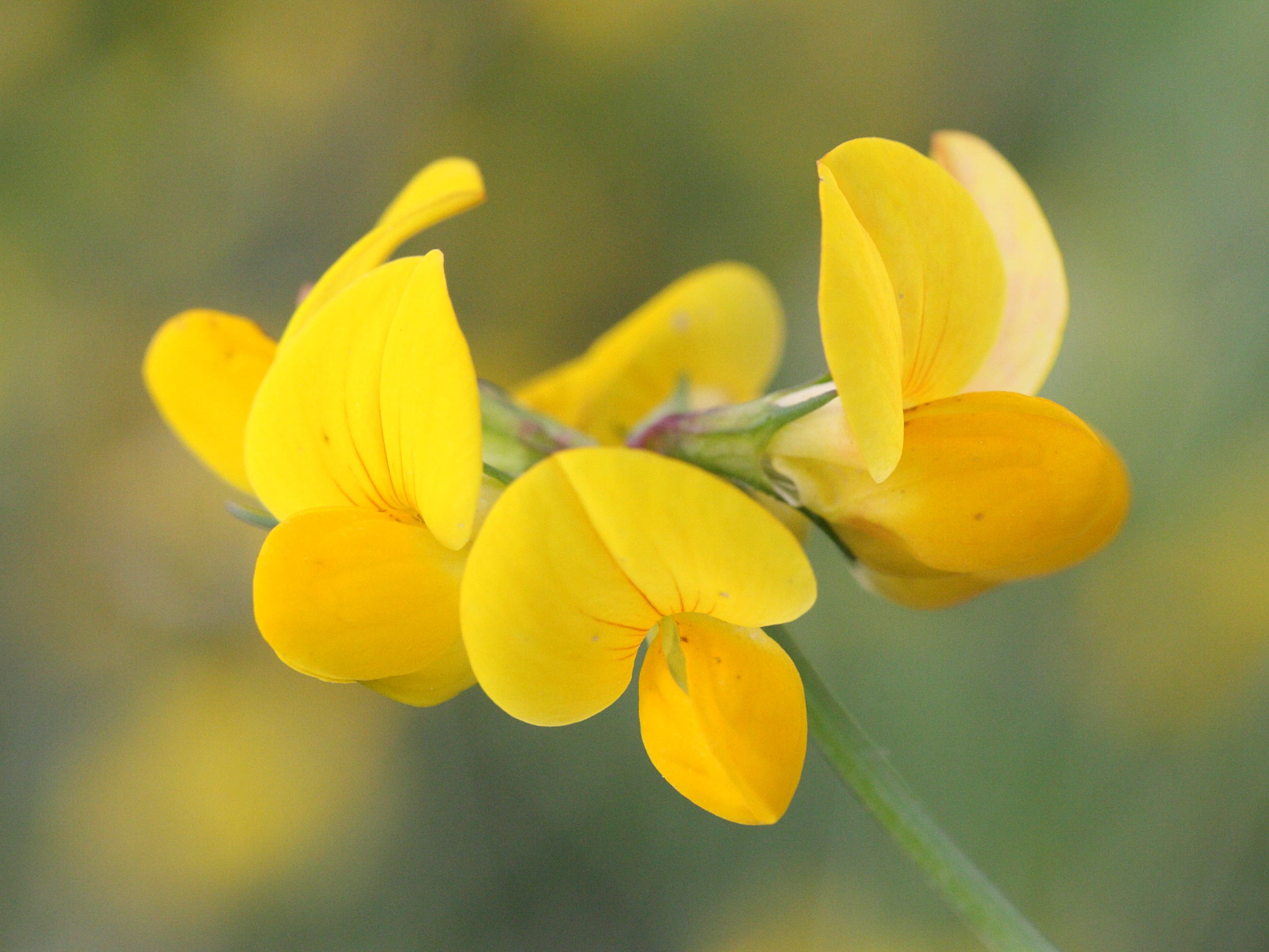 lotus_corniculatus3md