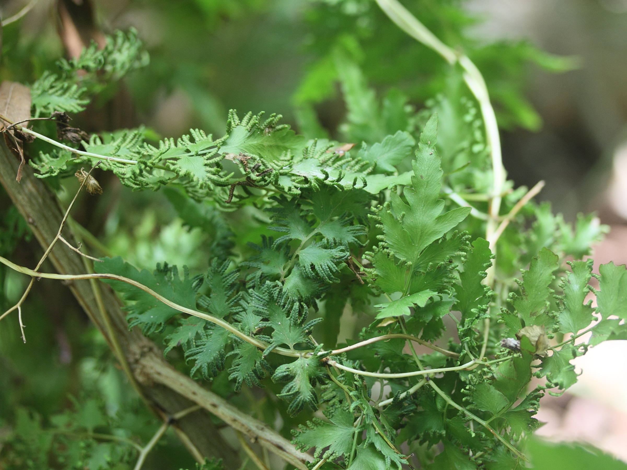 lygodium_kerstenii1md