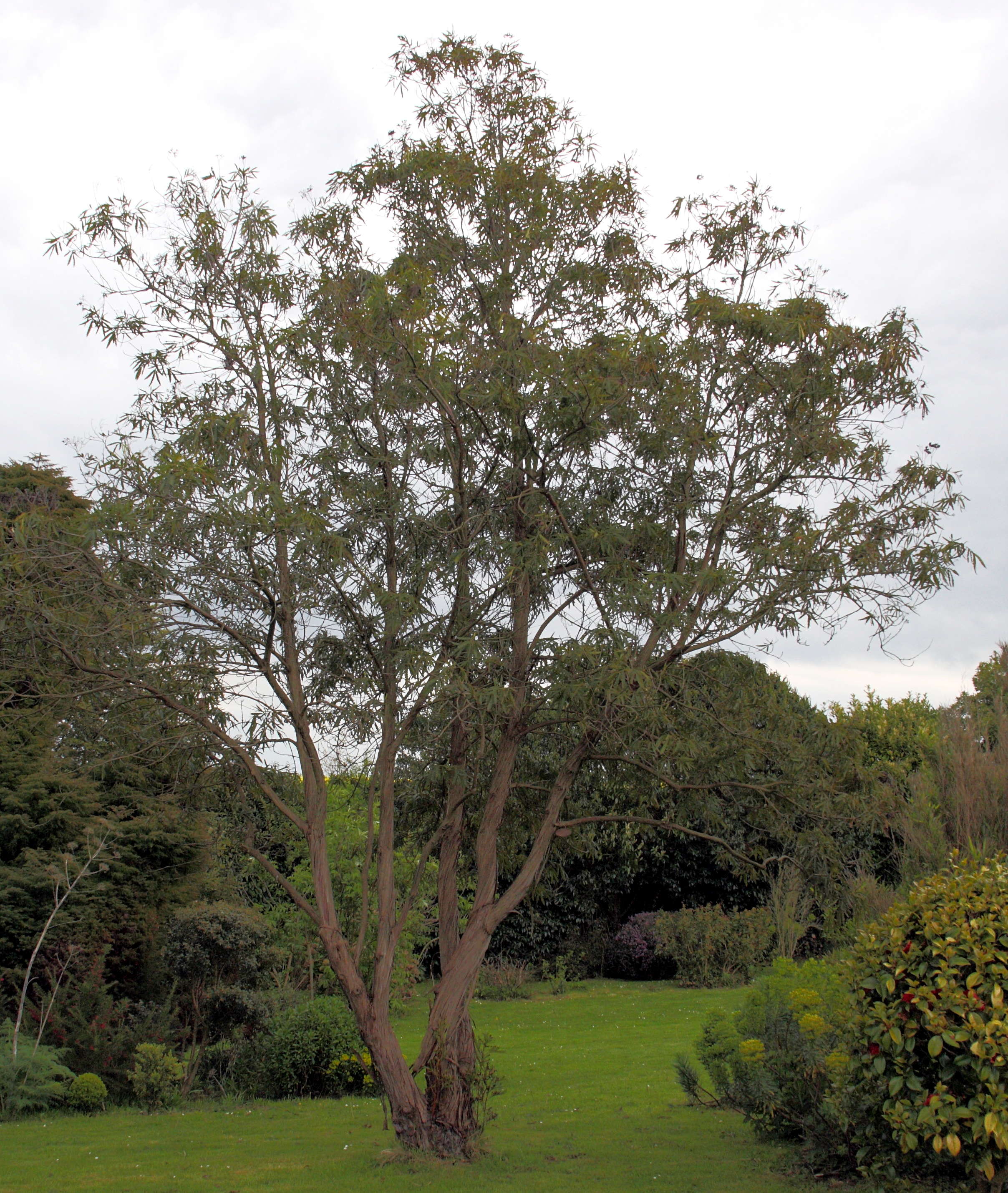 Afficher le média lyonothamnus_floribundus_aspleniifolius5bd lyonothamnus_floribundus_aspleniifolius5bd