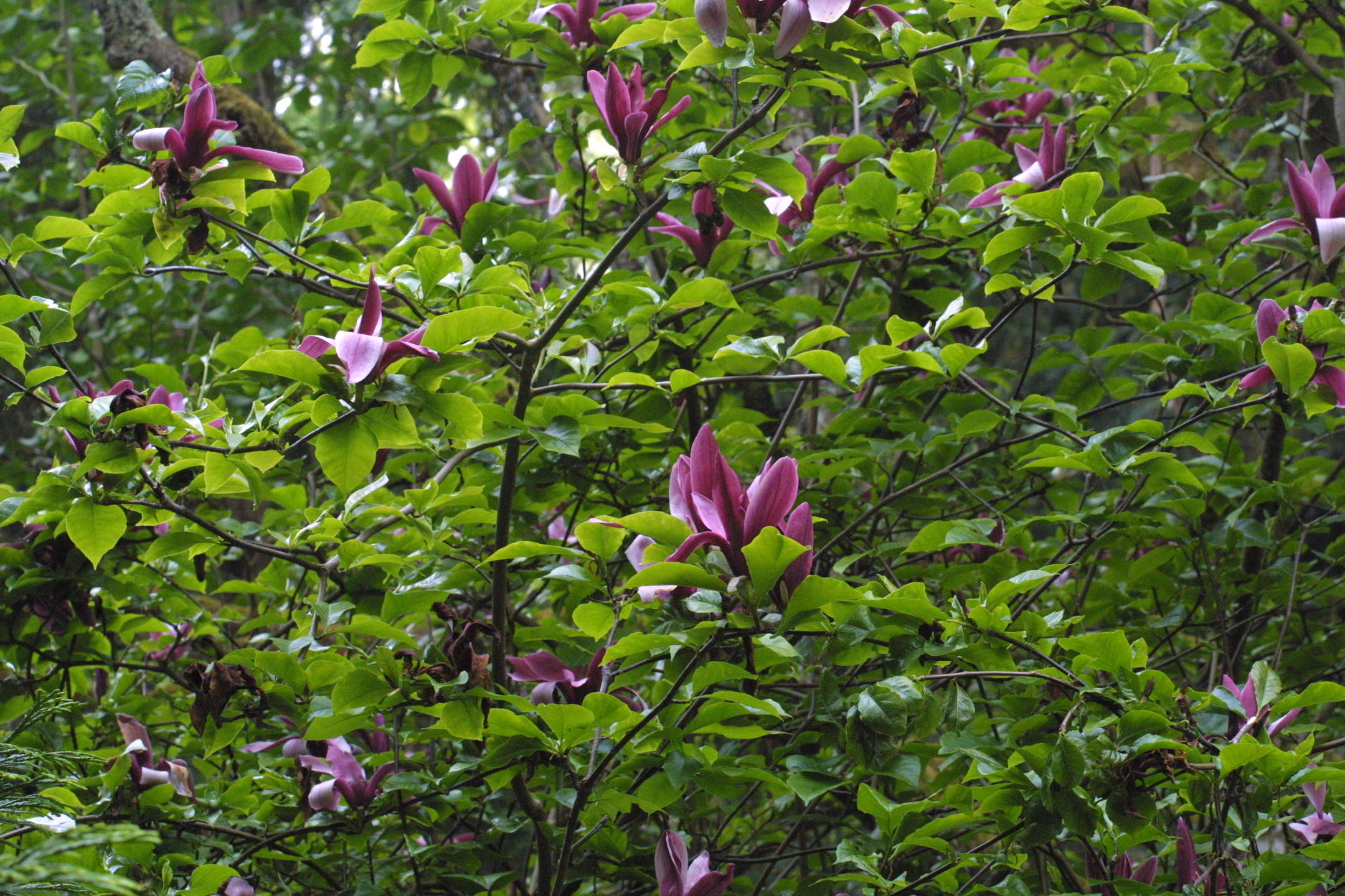Afficher le média Magnolia_liliiflora nigra Magnolia_liliiflora nigra