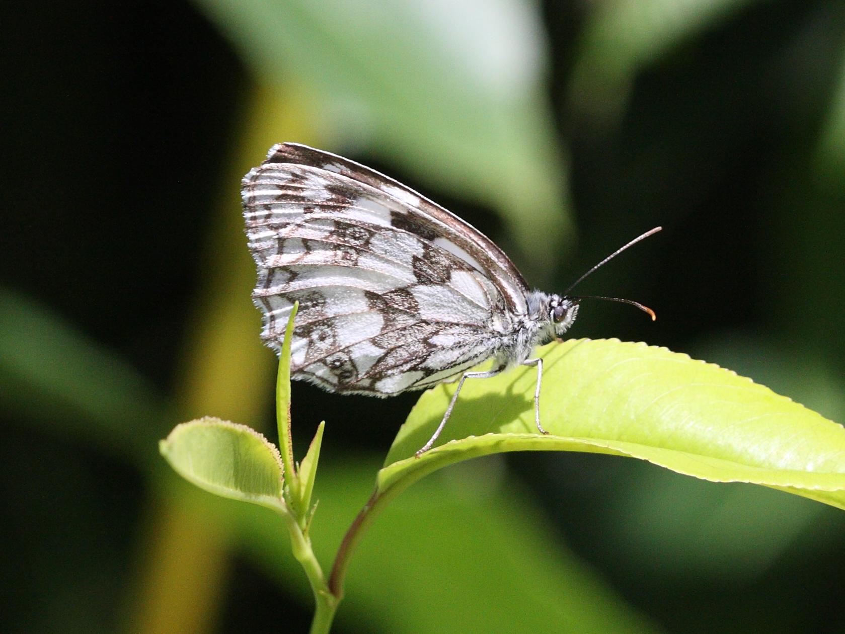 melanargia_galathea2bd