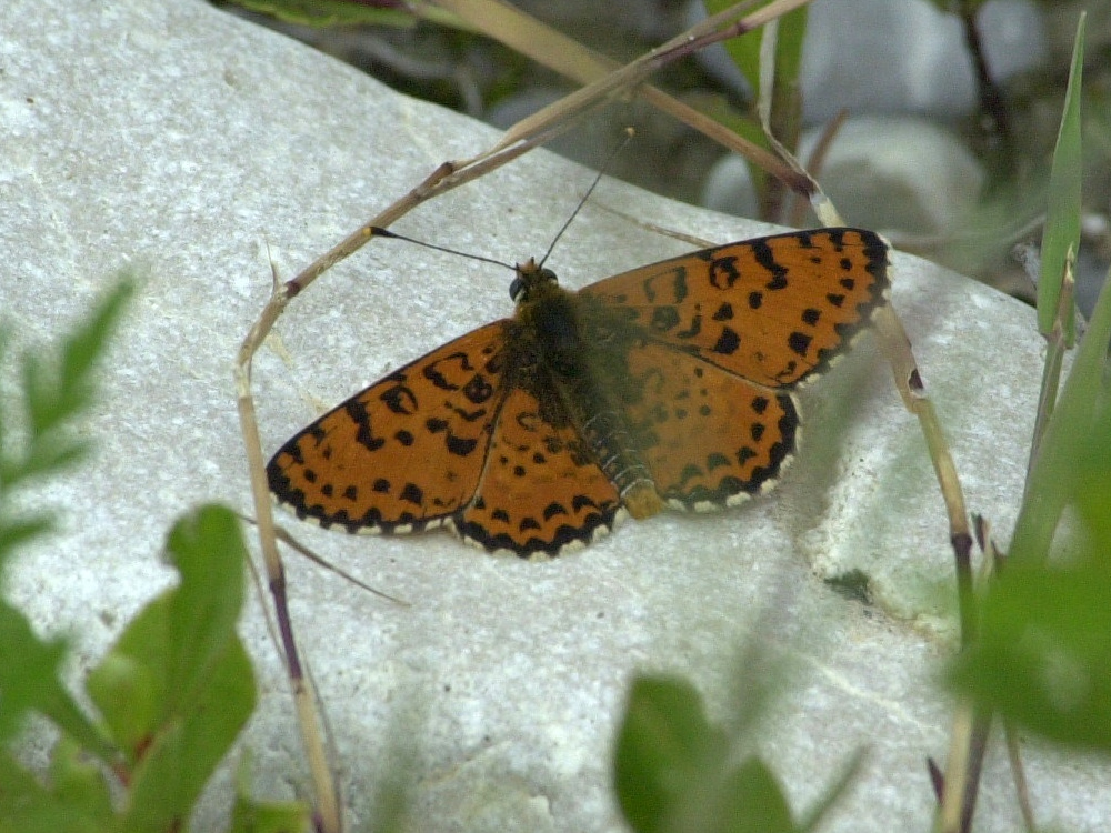 melitaea_didyma3md