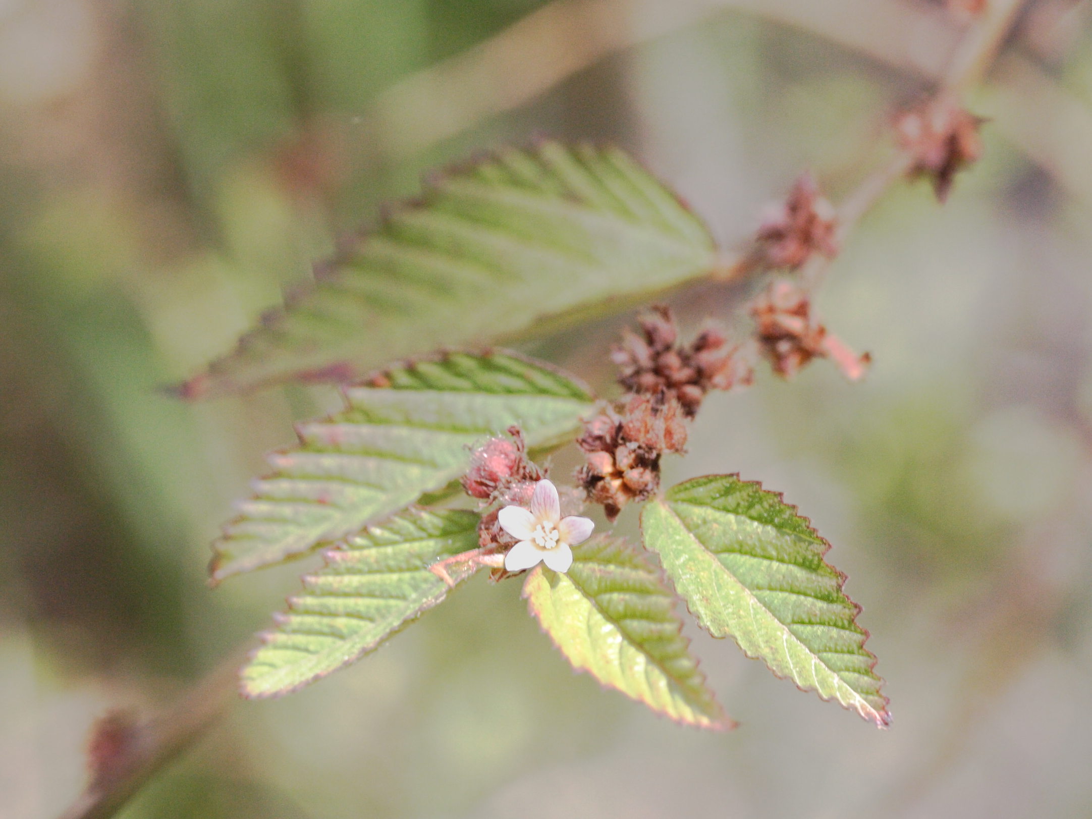 Afficher le média melochia_nodiflora3md melochia_nodiflora3md