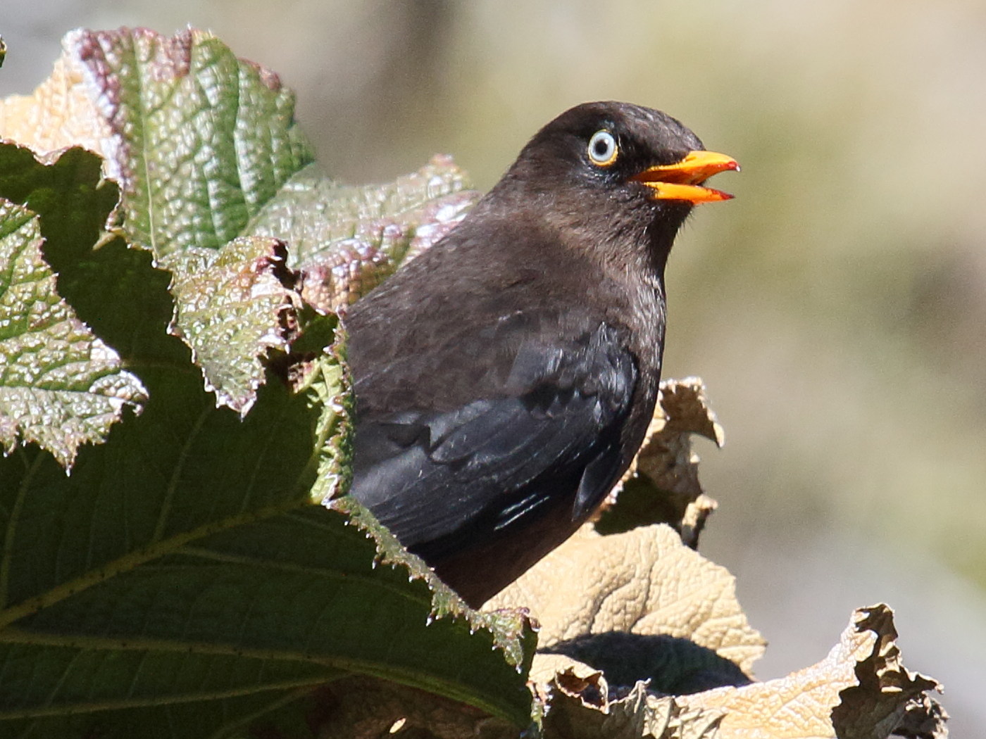 merle_fuligineux_-_turdus_nigrescens2bd
