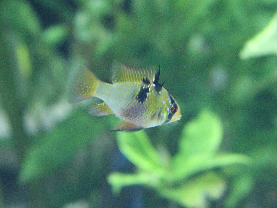 mikrogeophagus_ramirezi1sd