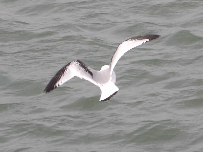 mouette_tridactyle_-_rissa_tridactyla3bd