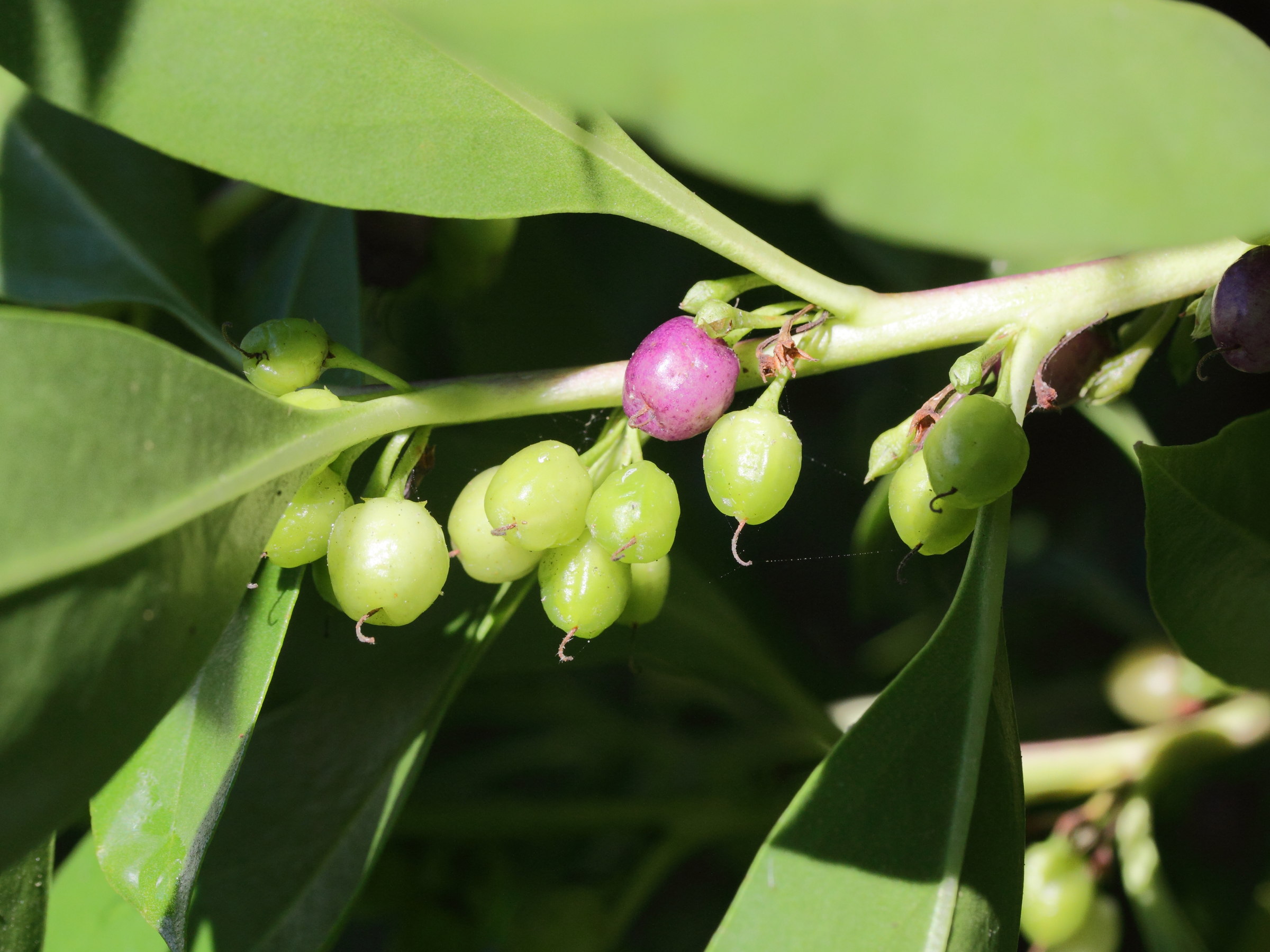 Afficher le média myoporum_laetum6md myoporum_laetum6md