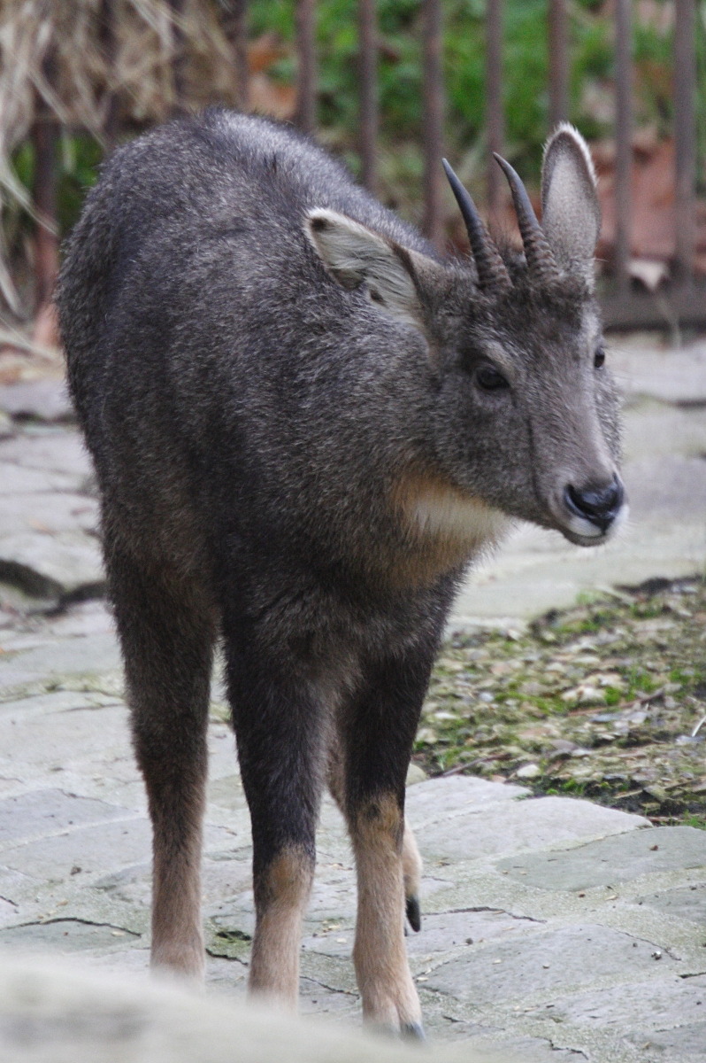 naemorhedus_caudatus_arnouxianus1md