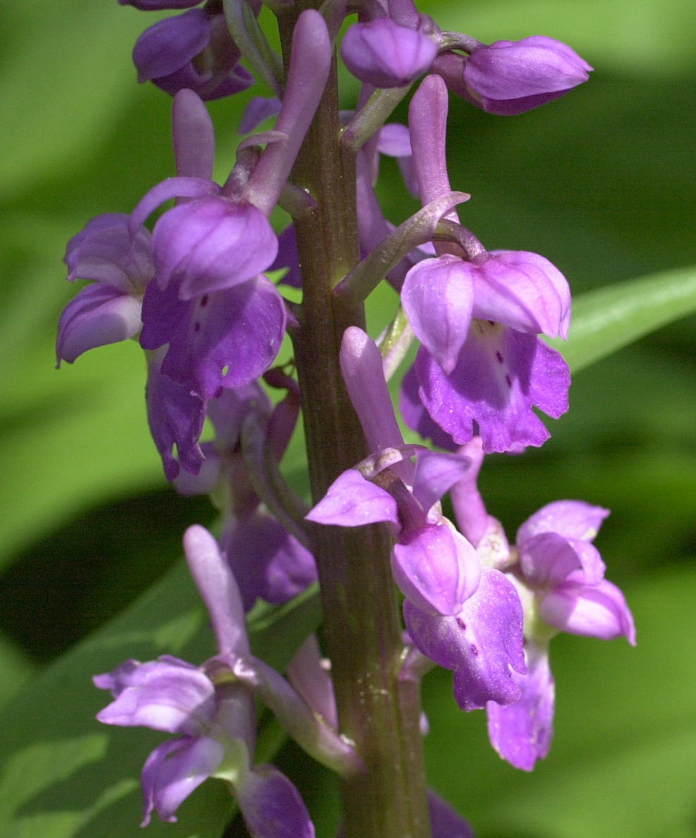 orchis_mascula4md