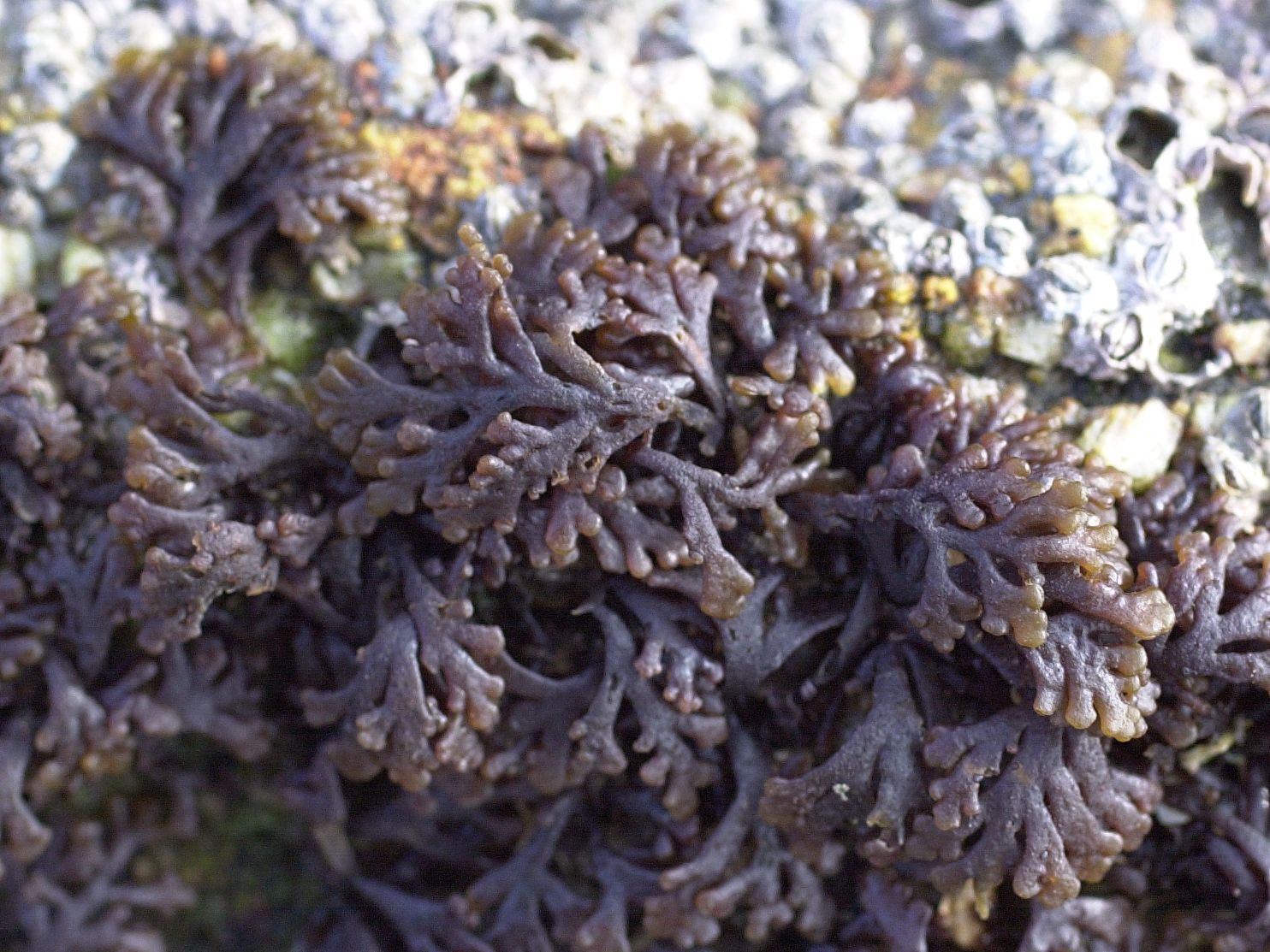 osmundea_pinnatifida3md