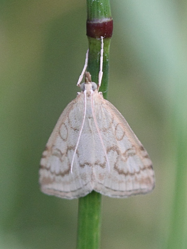 ostrinia_nubilalis3bd
