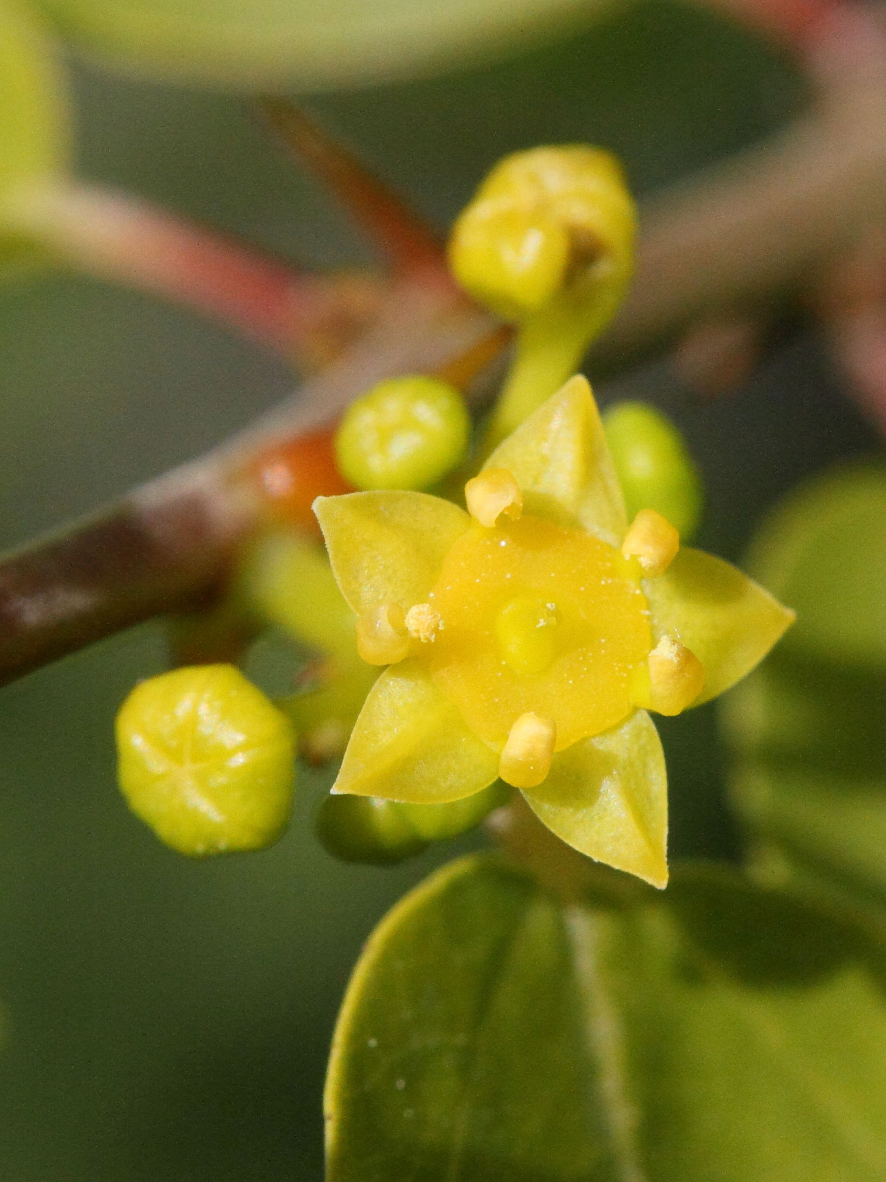 Afficher le média paliurus_spina-christi7md paliurus_spina-christi7md