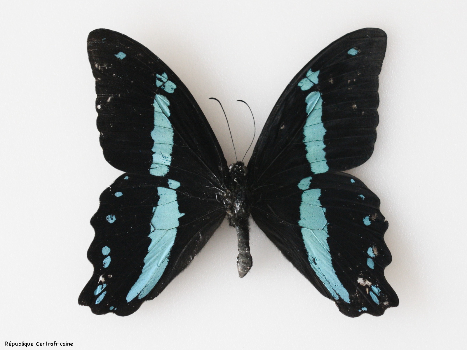 Afficher le média papilio_nireus1md papilio_nireus1md