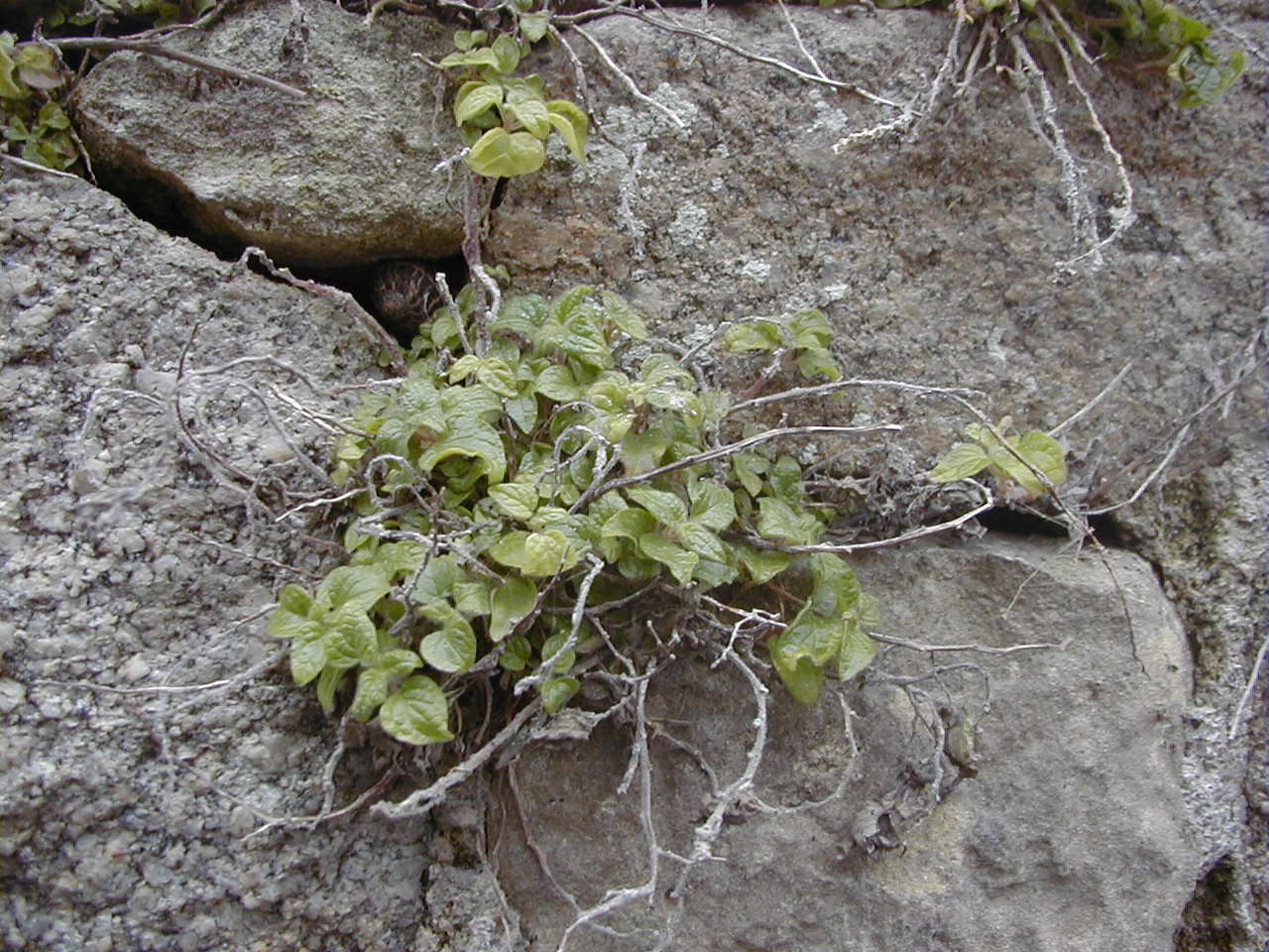 parietaria_judaica1md