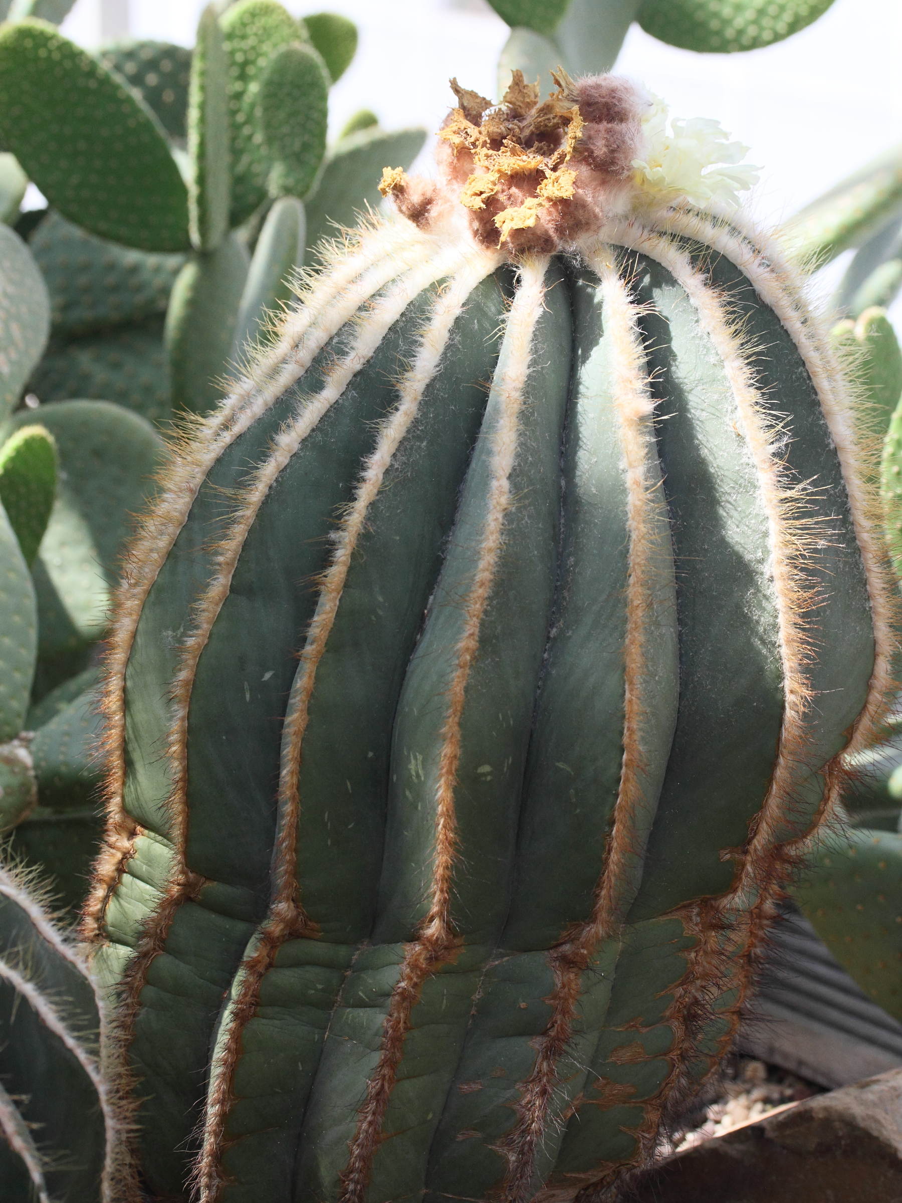 parodia_magnifica1md