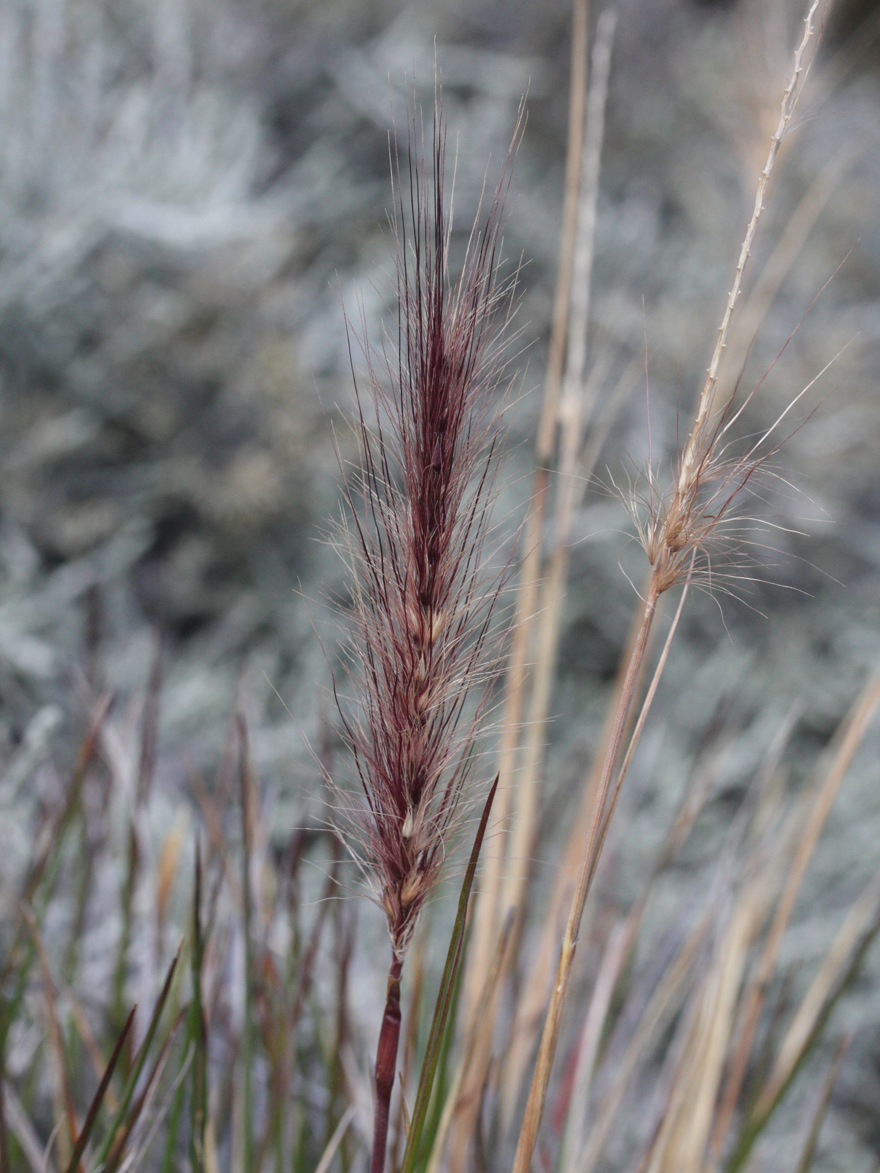 pennisetum_caffrum3md