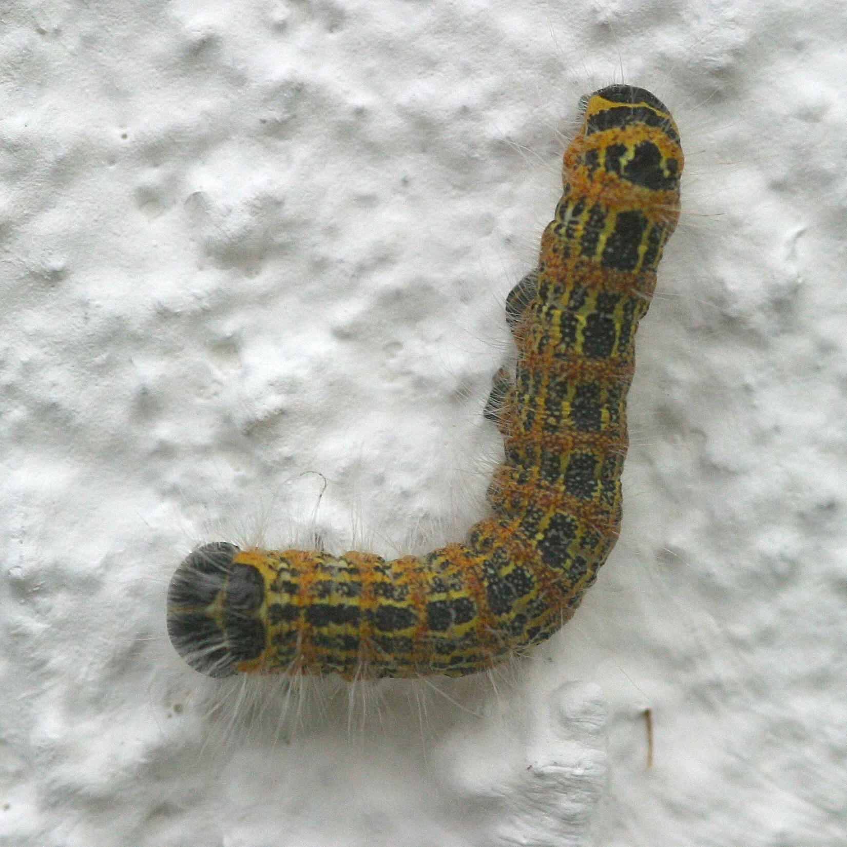 phalera_bucephala_ch2md