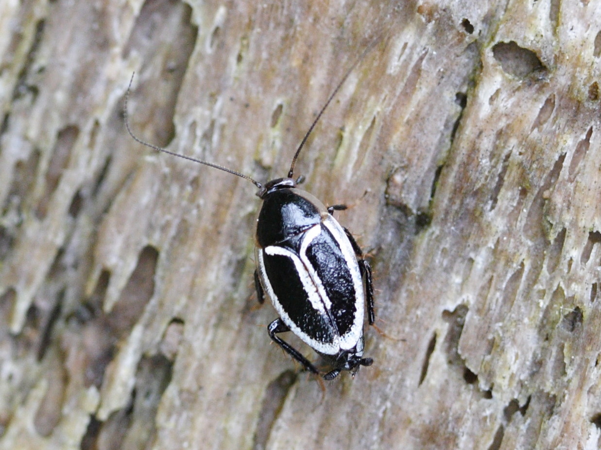 Afficher le média phyllodromica_marginata2md phyllodromica_marginata2md