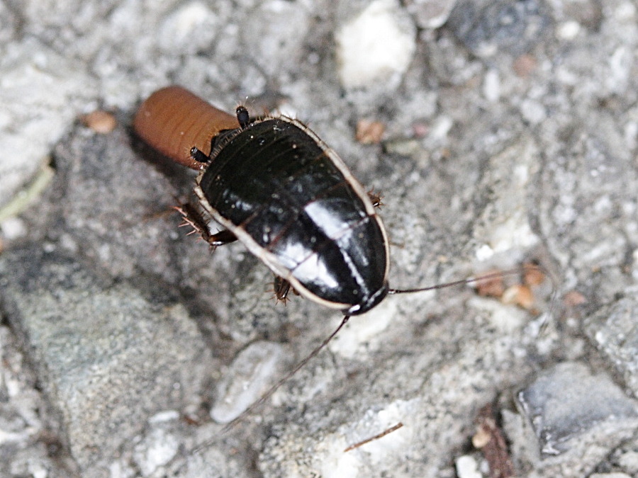 Afficher le média phyllodromica_marginata3md phyllodromica_marginata3md