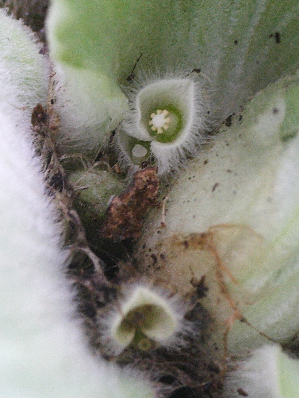 pistia_stratiotes5md