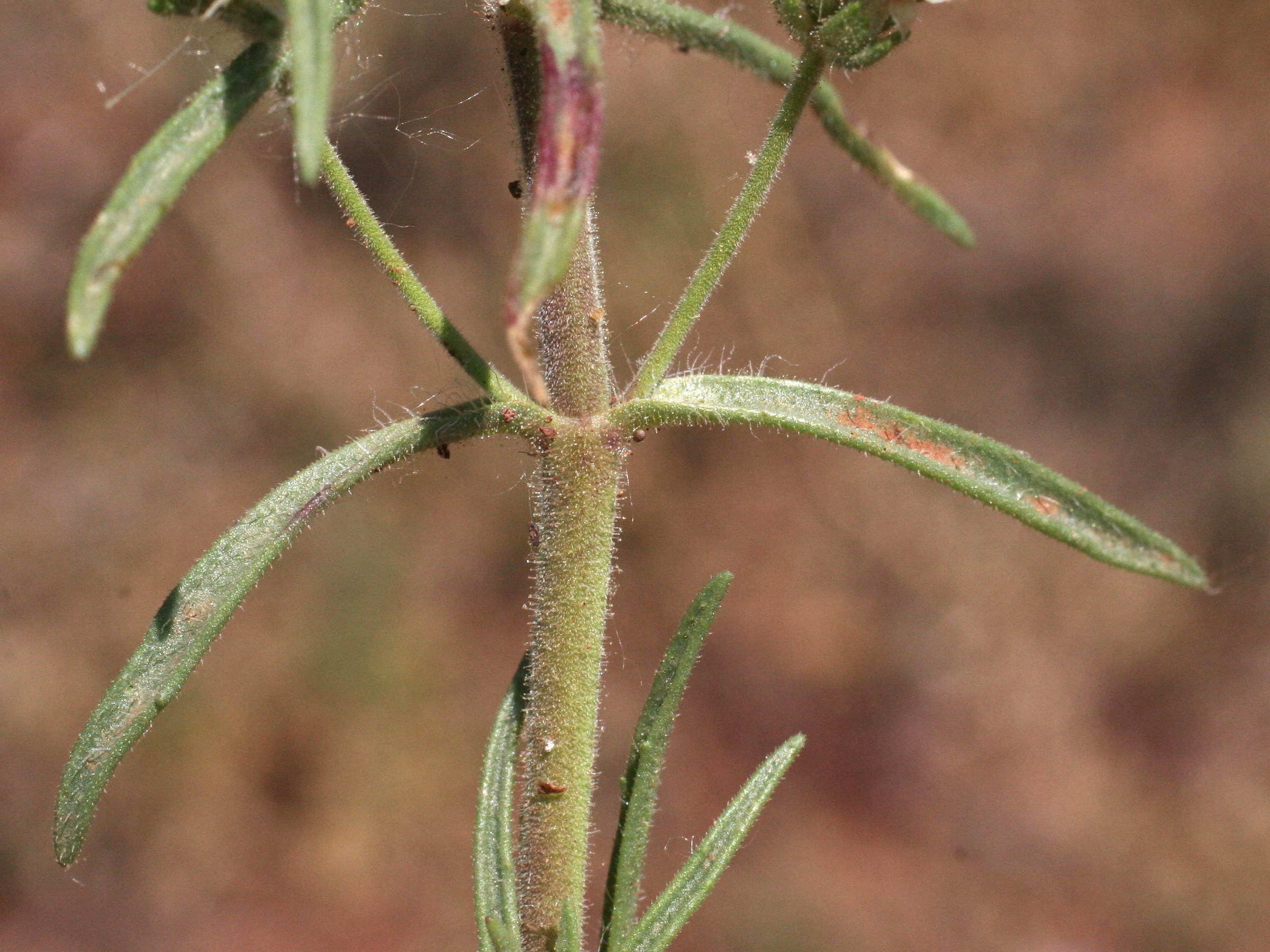 plantago_sempervirens4md