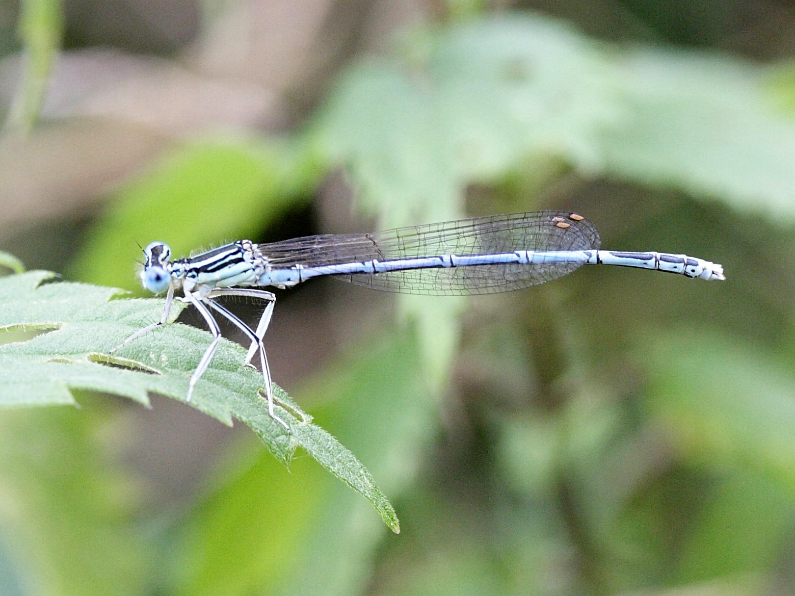 platycnemis_pennipes6md