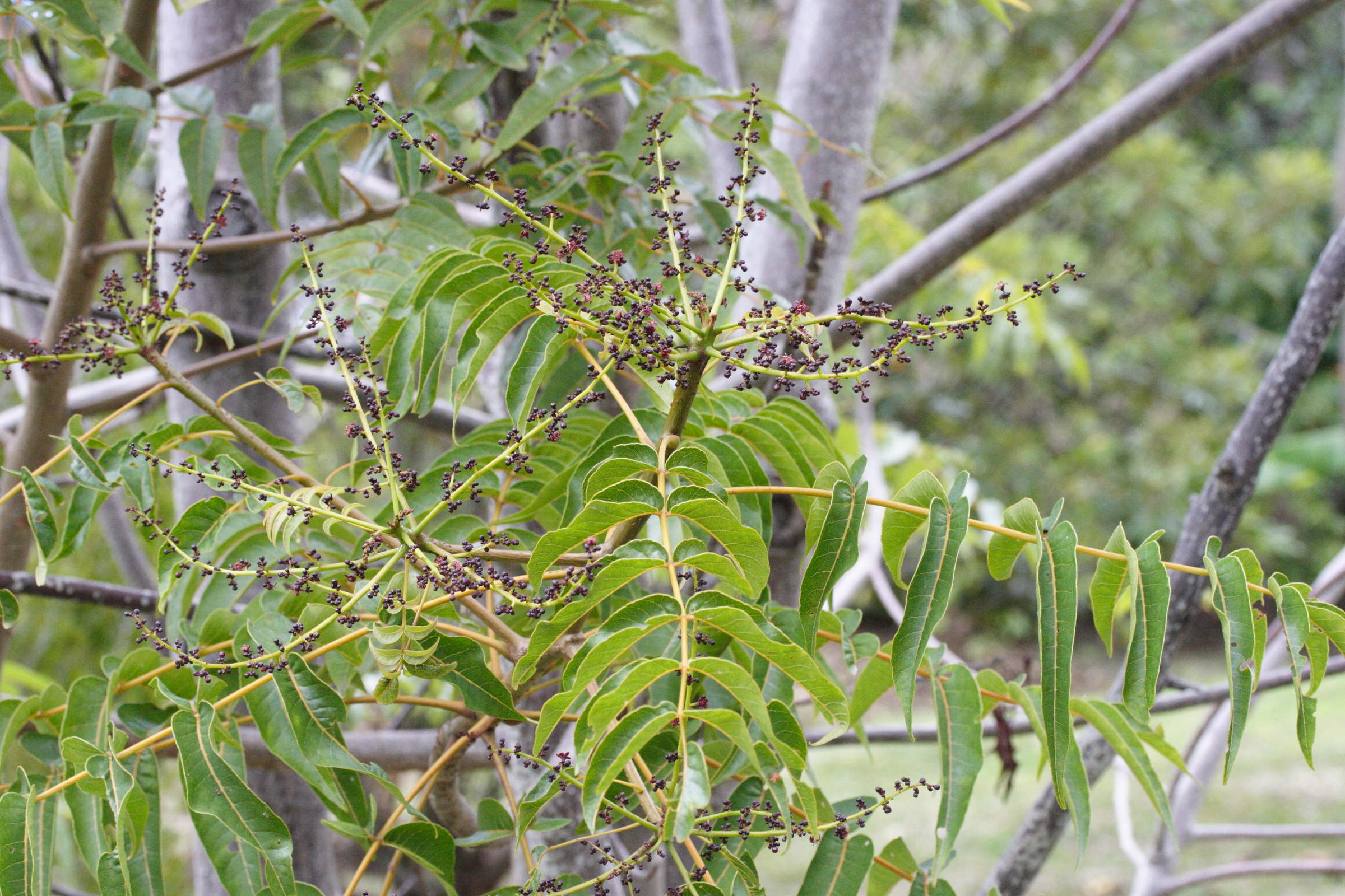 Afficher le média poupartia_borbonica1md poupartia_borbonica1md