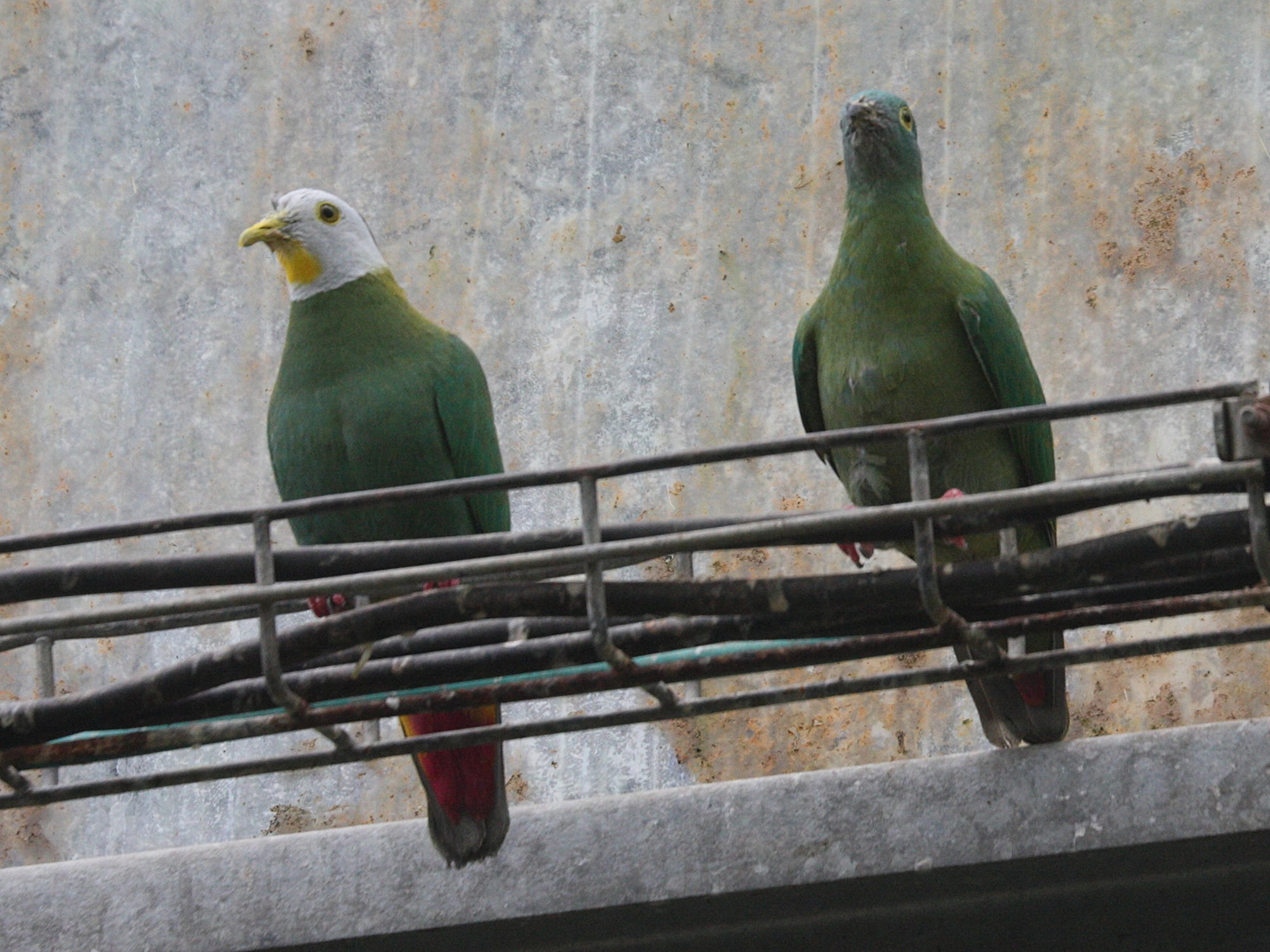 Ptilinopus_melanospilus