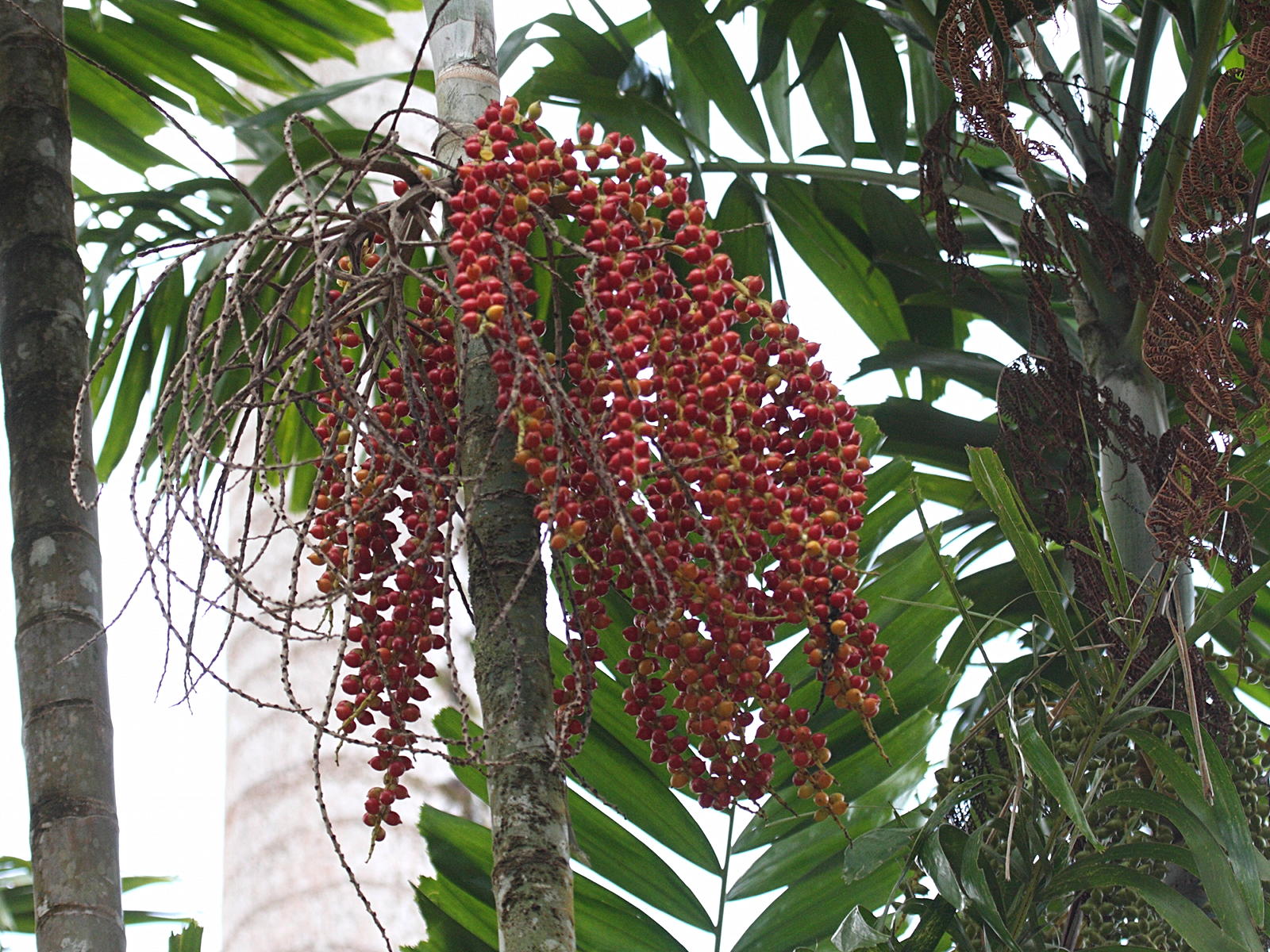 ptychosperma_elegans3bd