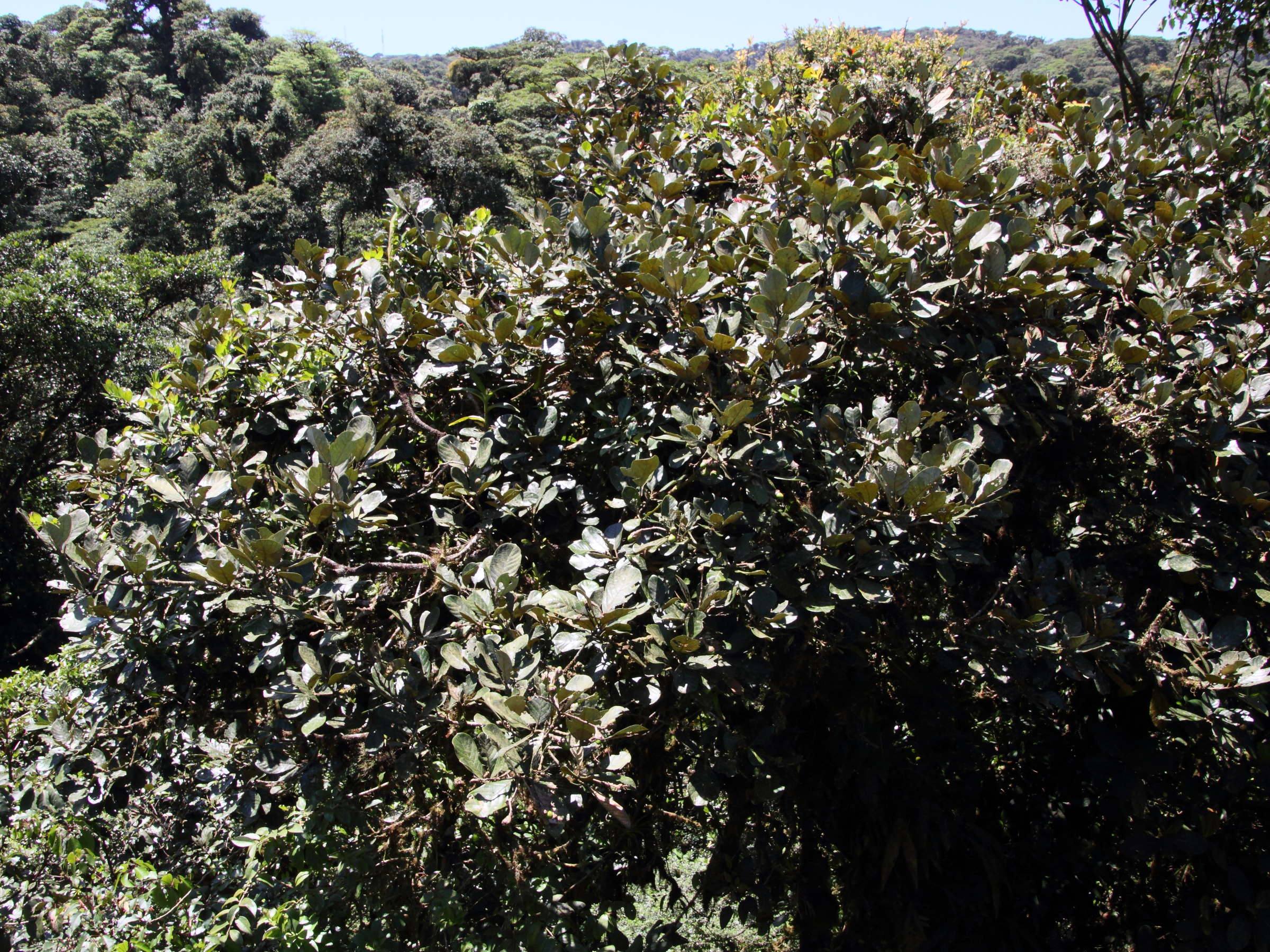 quercus_bumelioides1md