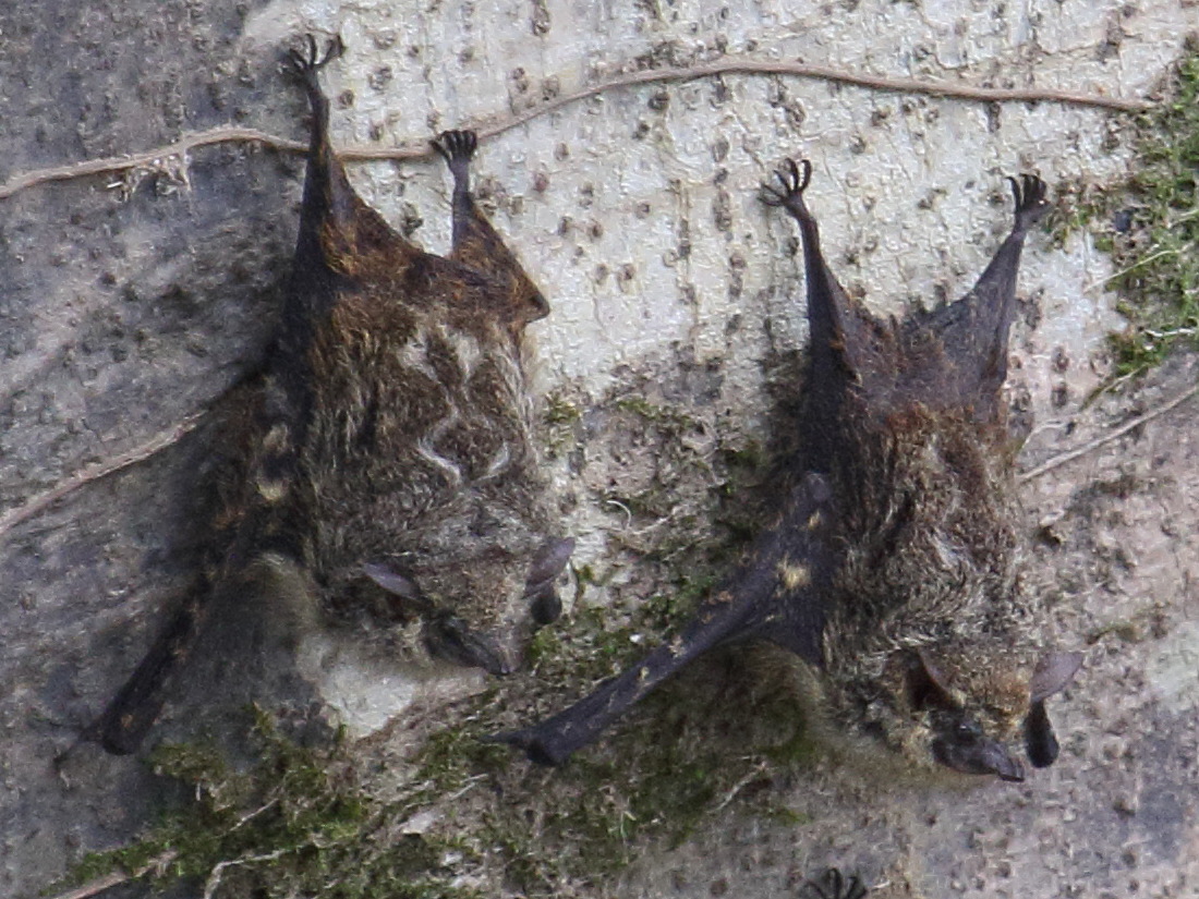 rhynchonycteris_naso2bd