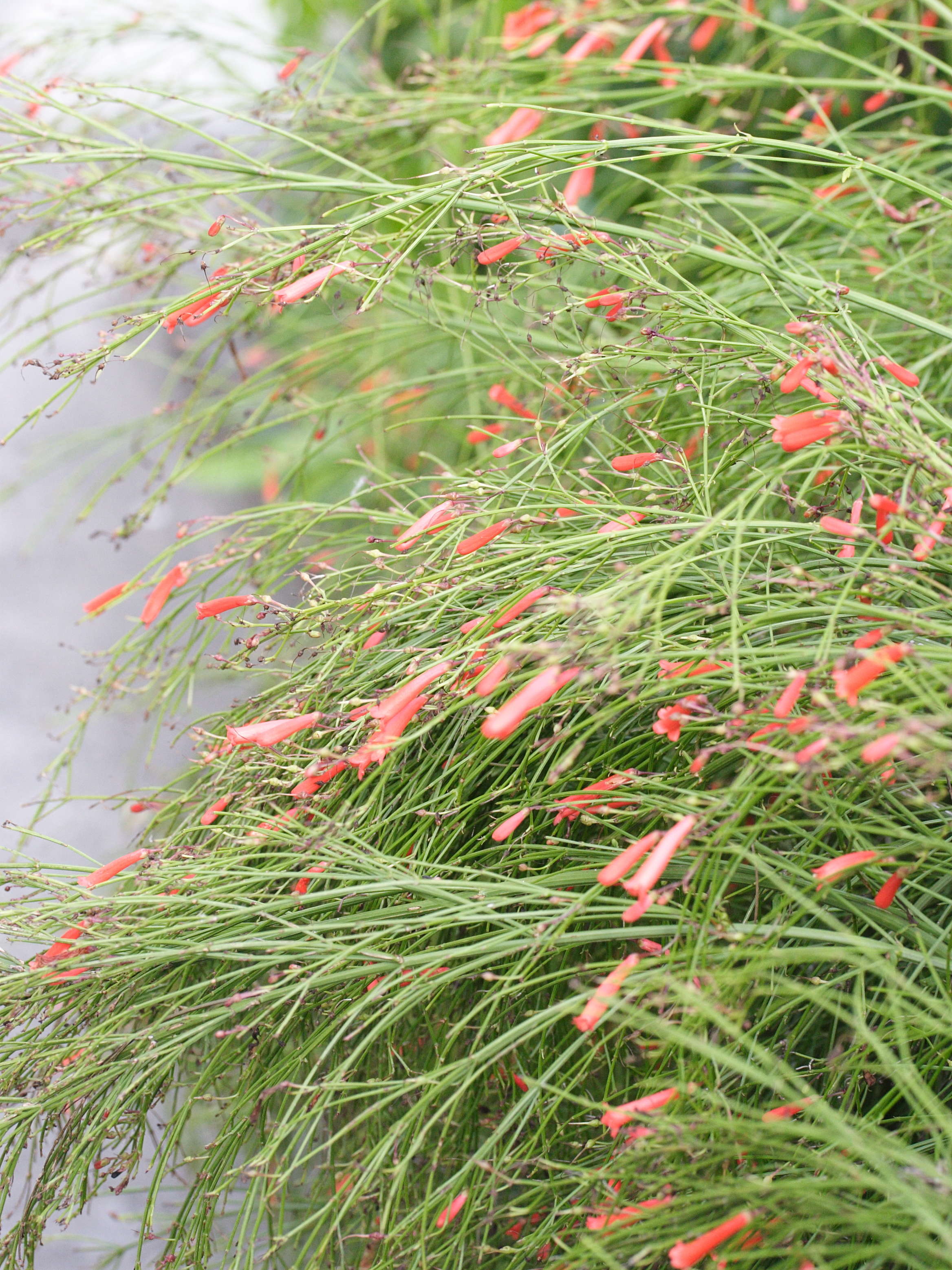 russelia_equisetiformis2md