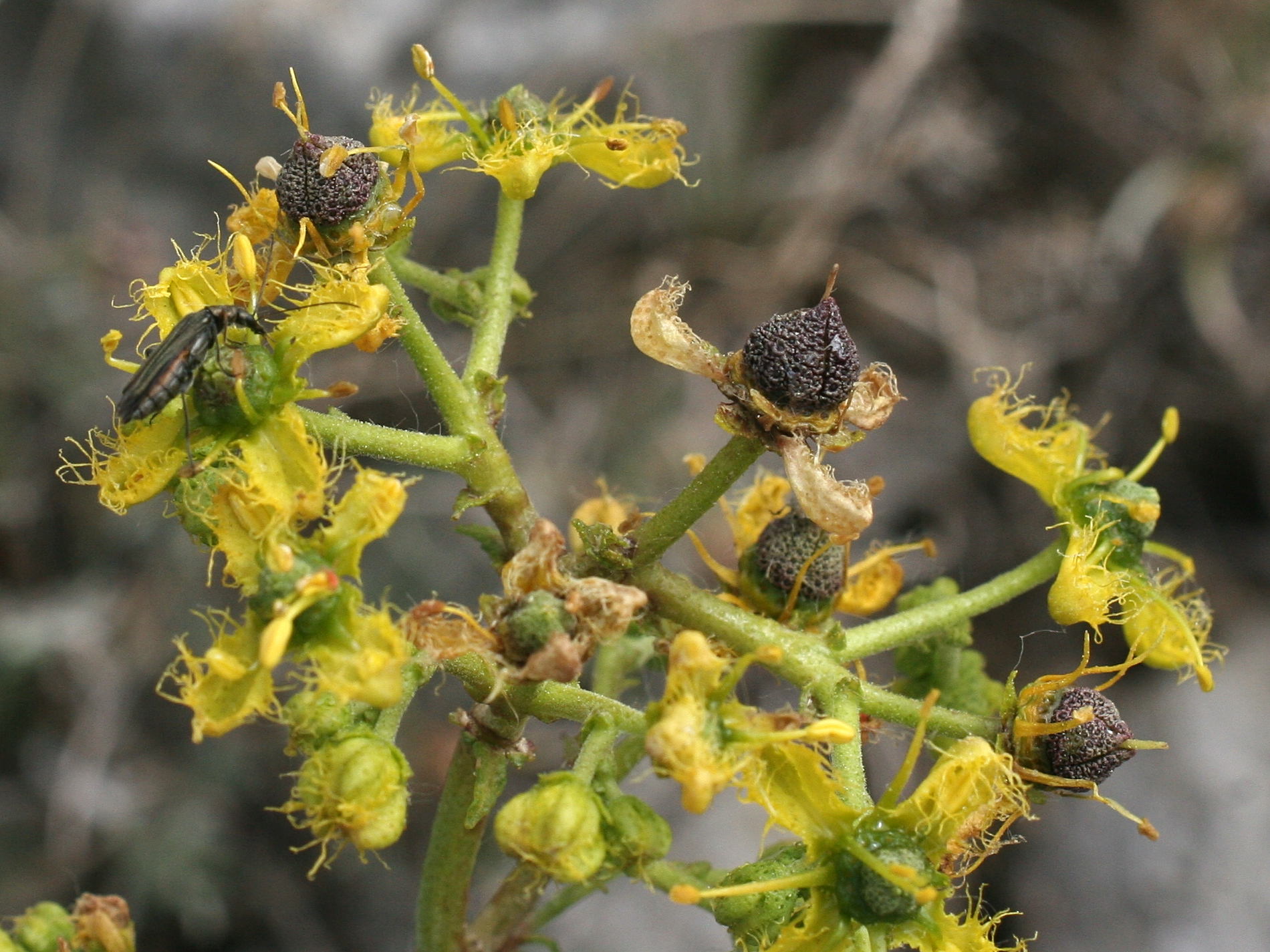 ruta_angustifolia3md