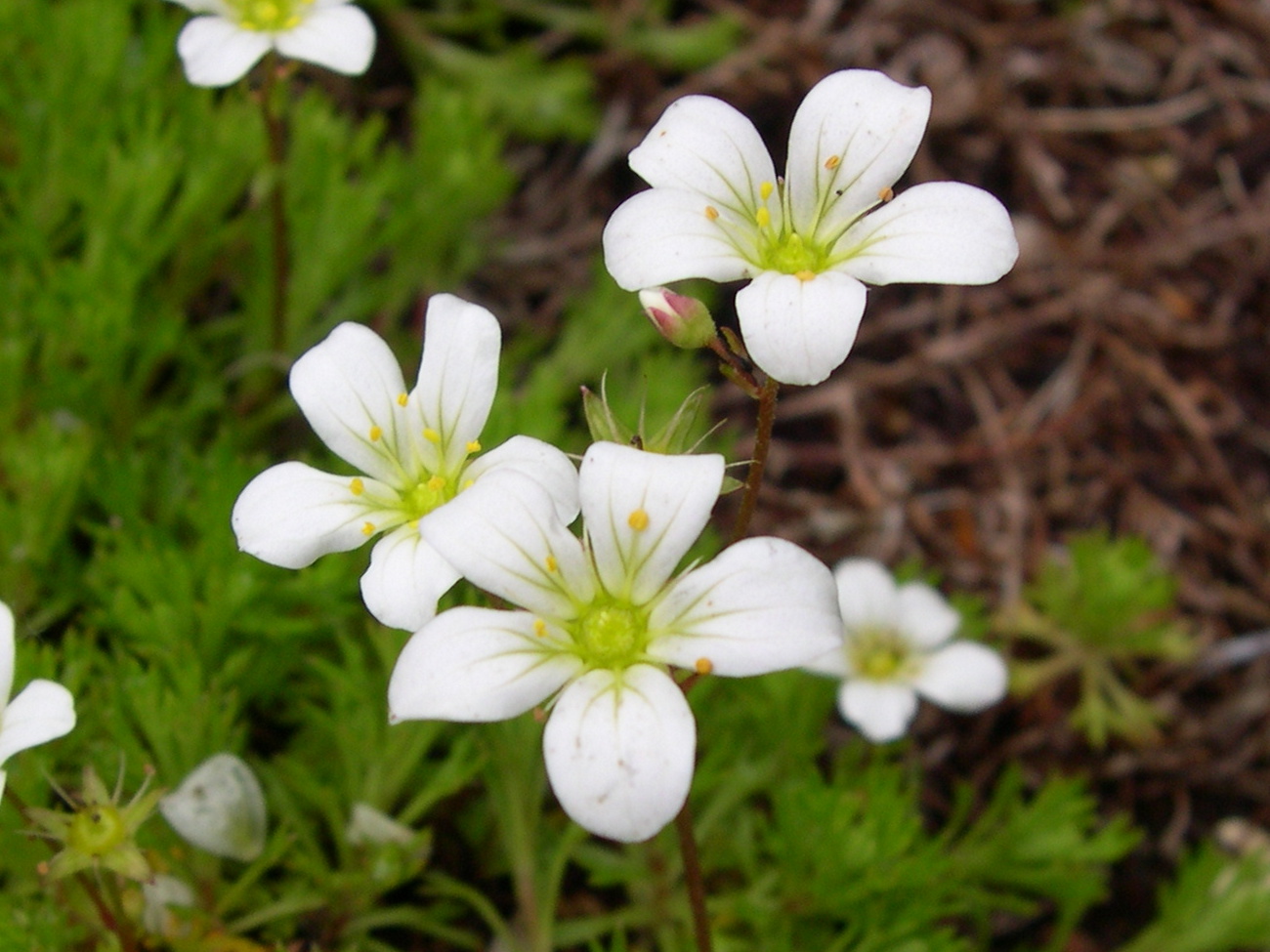 saxifraga_tenella2md