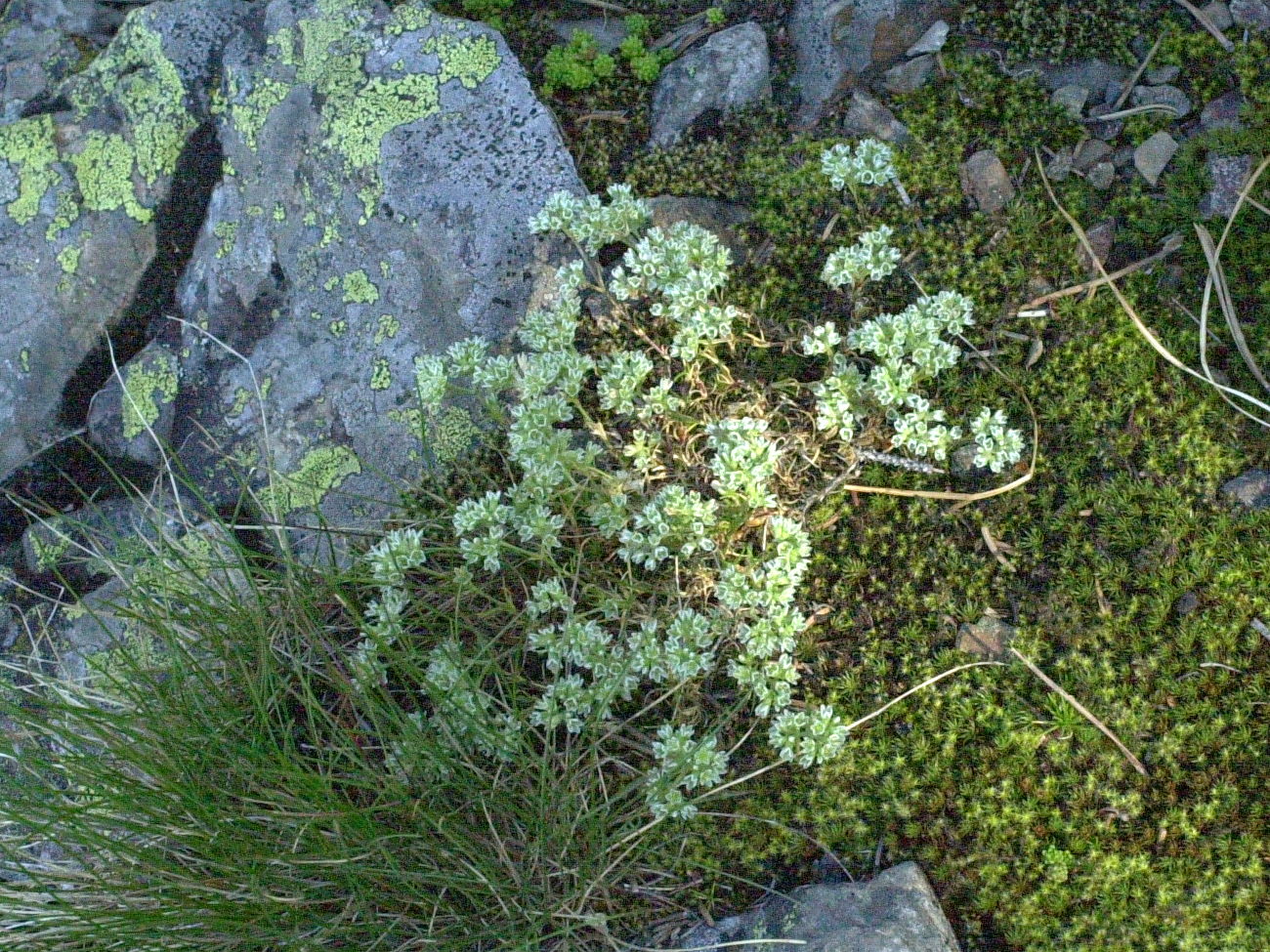 Afficher le média scleranthus_perennis1md scleranthus_perennis1md