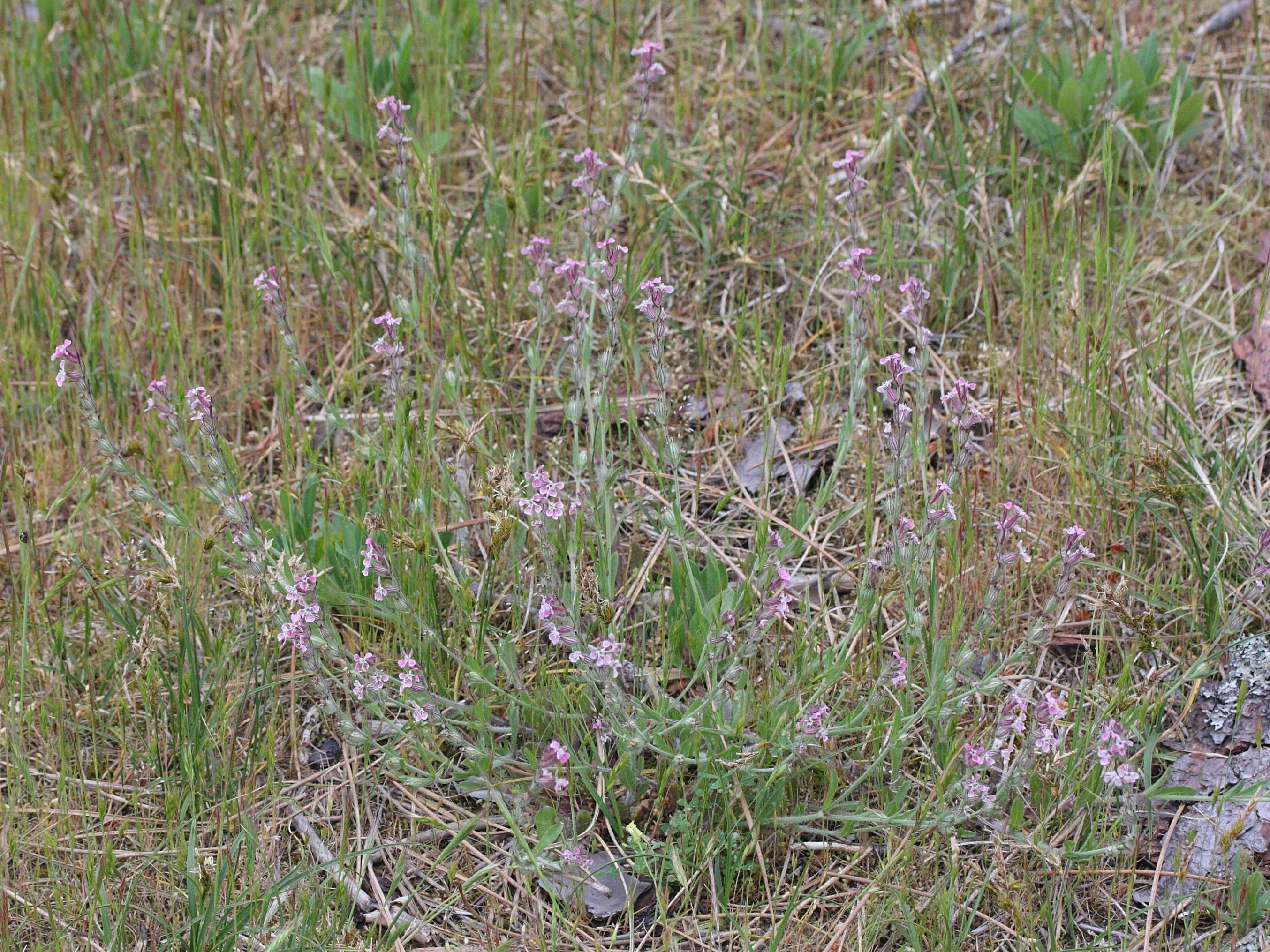 Afficher le média silene_gallica5md silene_gallica5md