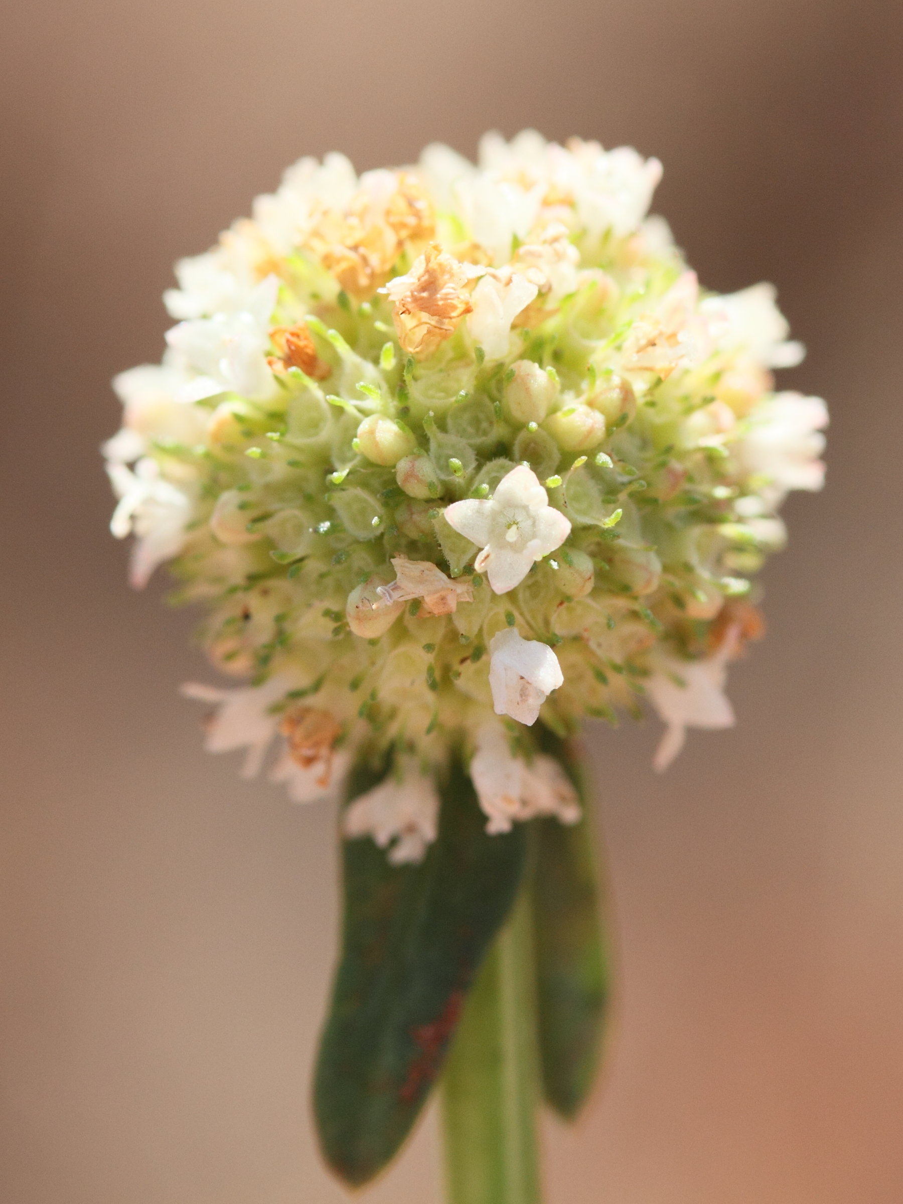 spermacoce_verticillata2md