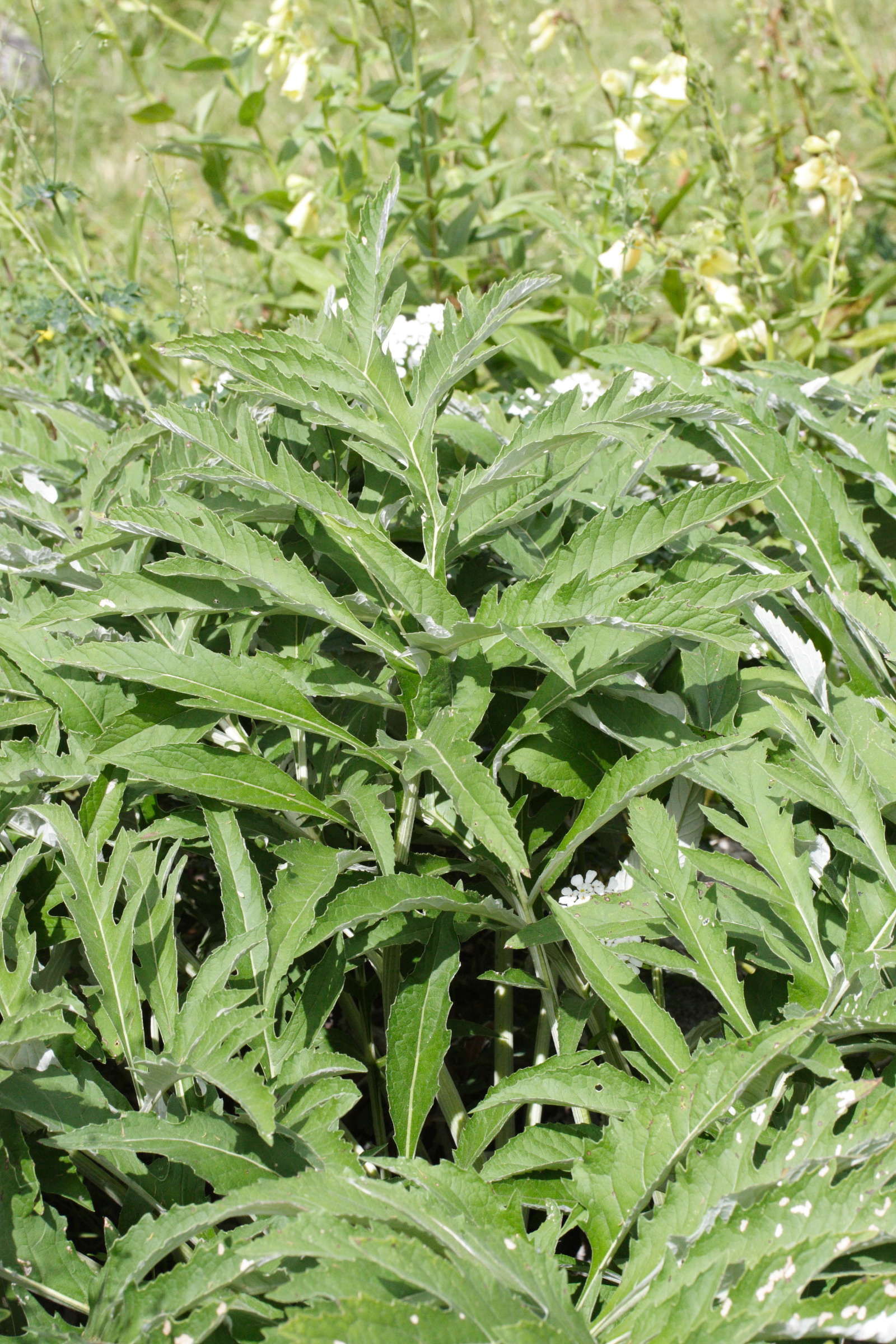 Afficher le média Stemmacantha_centauroides Stemmacantha_centauroides